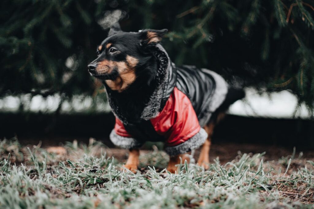 Small dog with warm jacket Stock Free