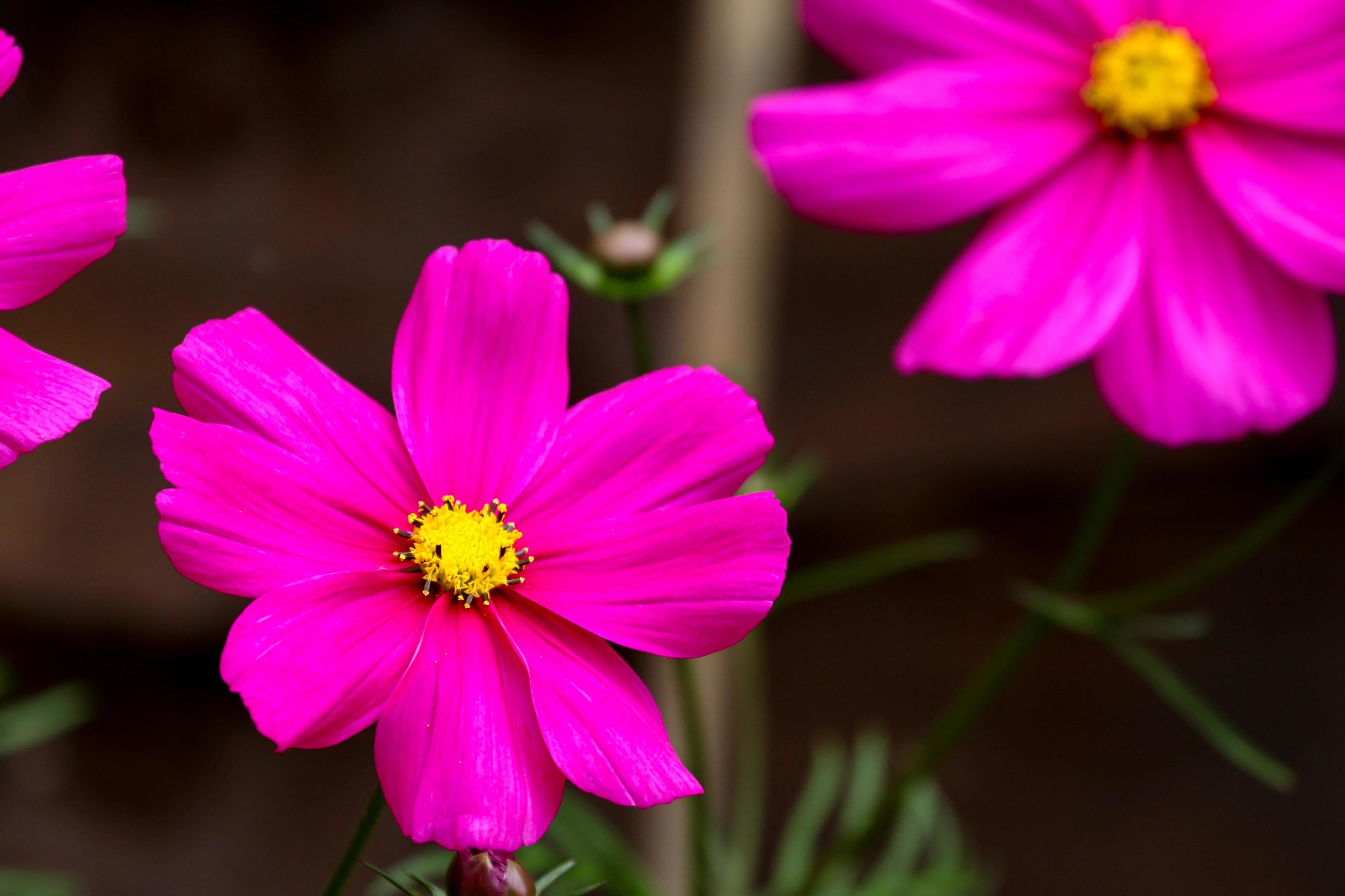 Vivid Cosmos Flower Stock Free