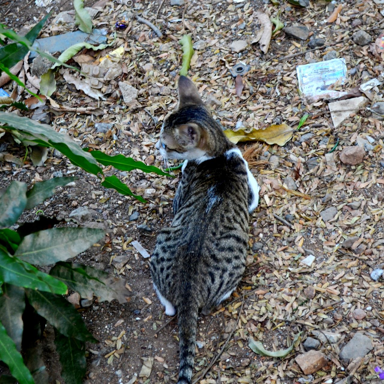 Cat Looking Away Stock Free