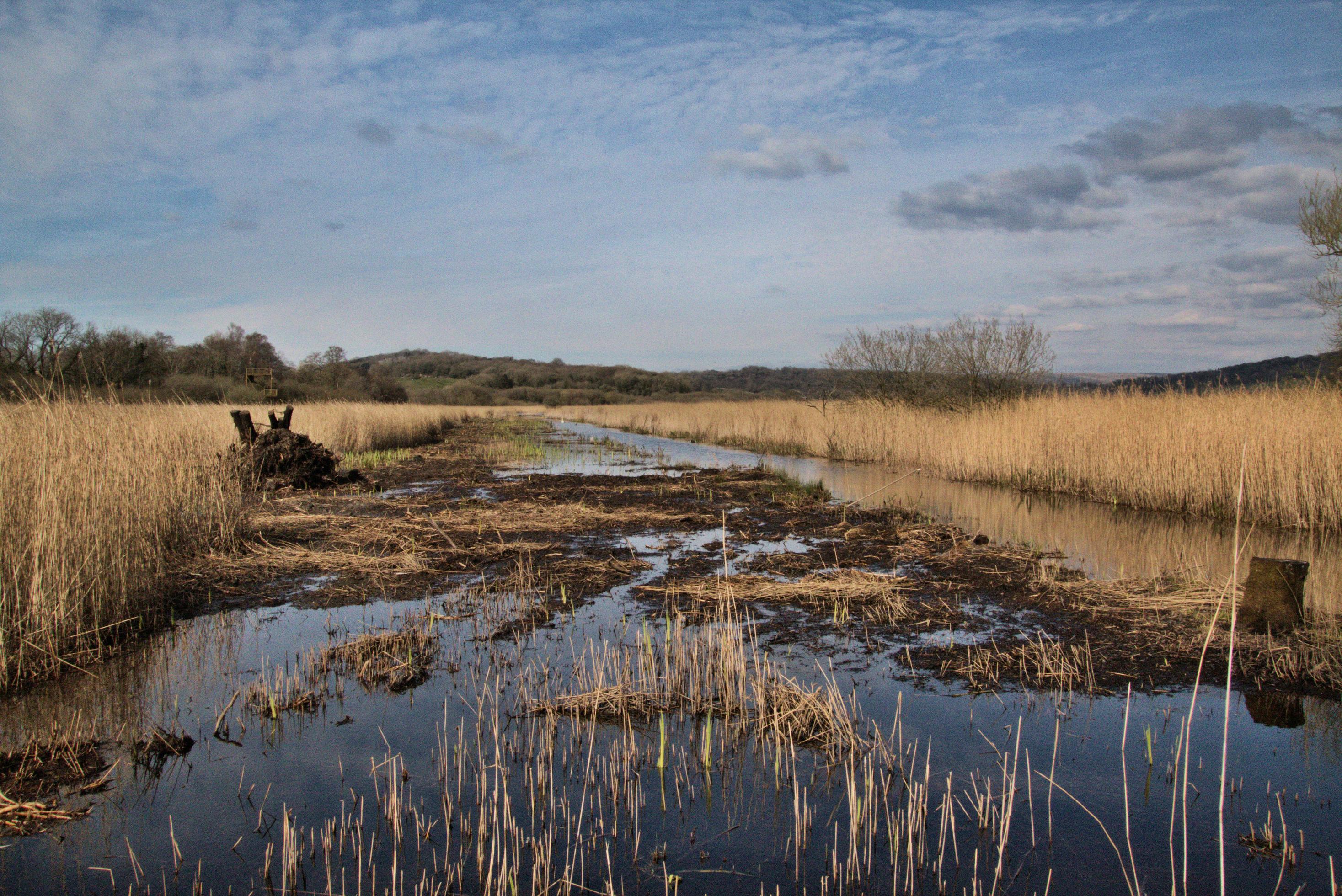 A view of Leighton Moss Nature Reserve Stock Free