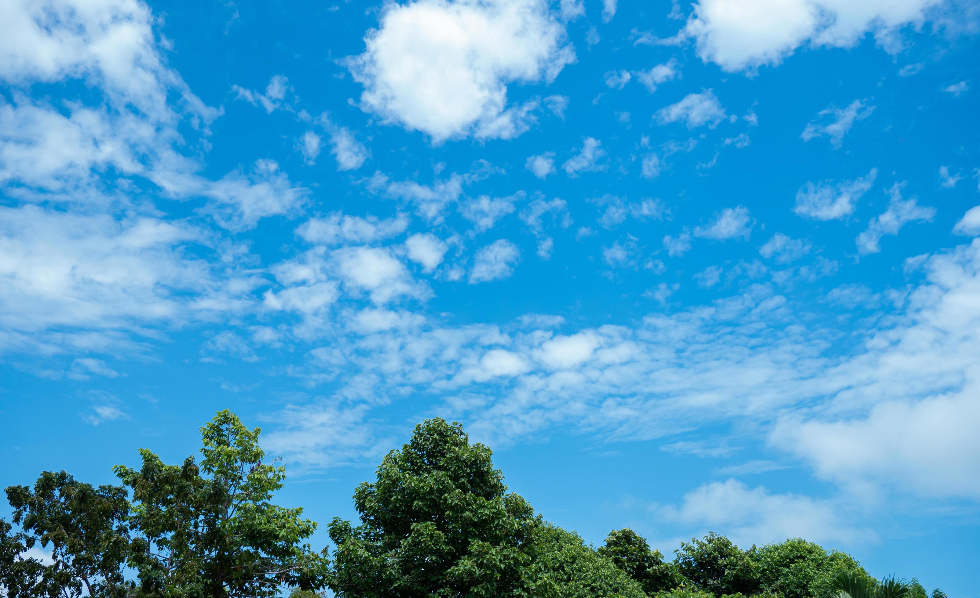 The sky is bright blue with white clouds scattered. Nature images with trees, sky and clouds, perfect for use as wallpaper, banner or background. Stock Free