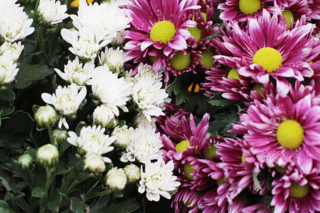 Blooming pink and white Chrysanthemum flowers background Stock Free