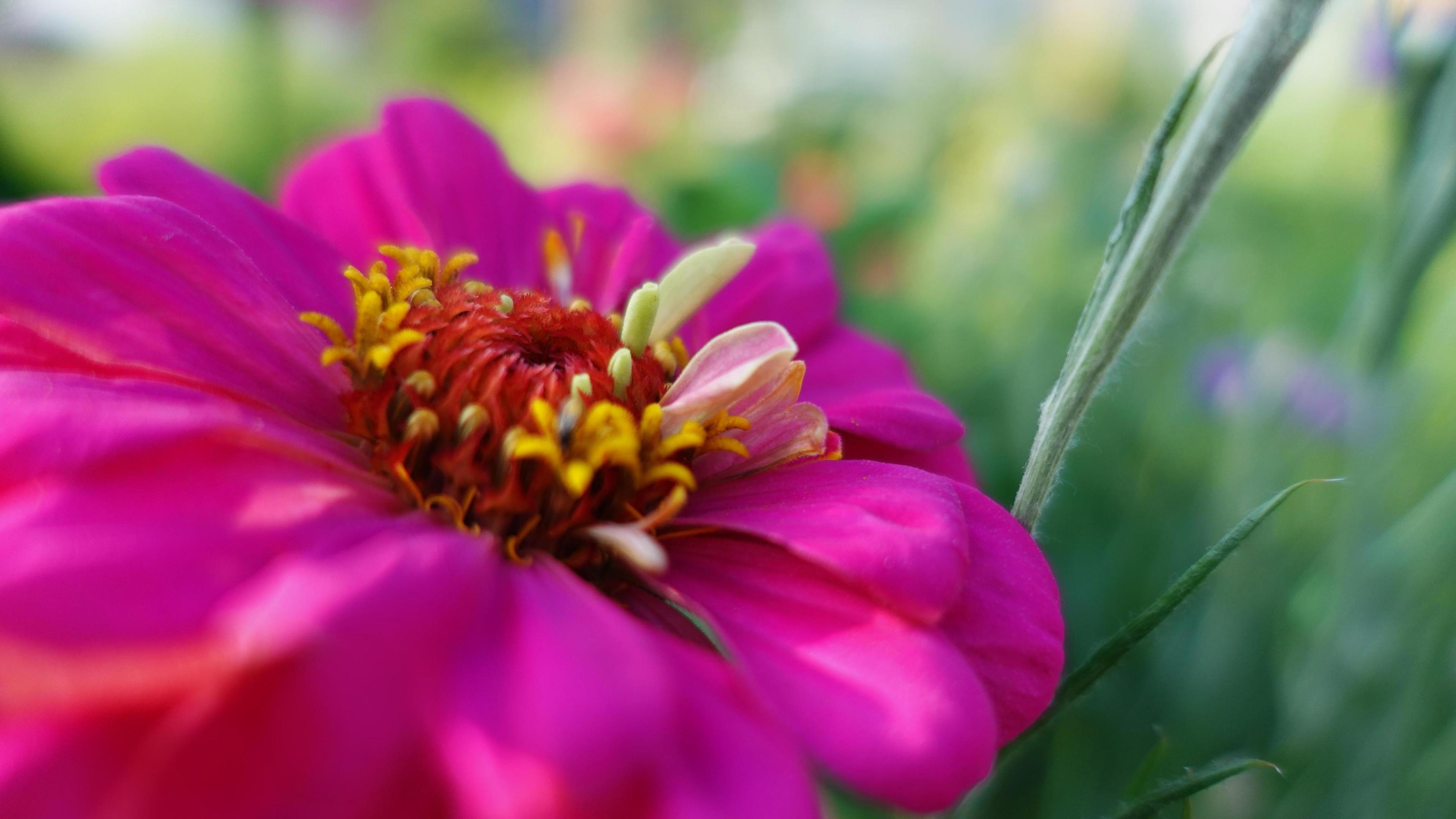 pink zinnia blooming in garden, flower closeup Stock Free