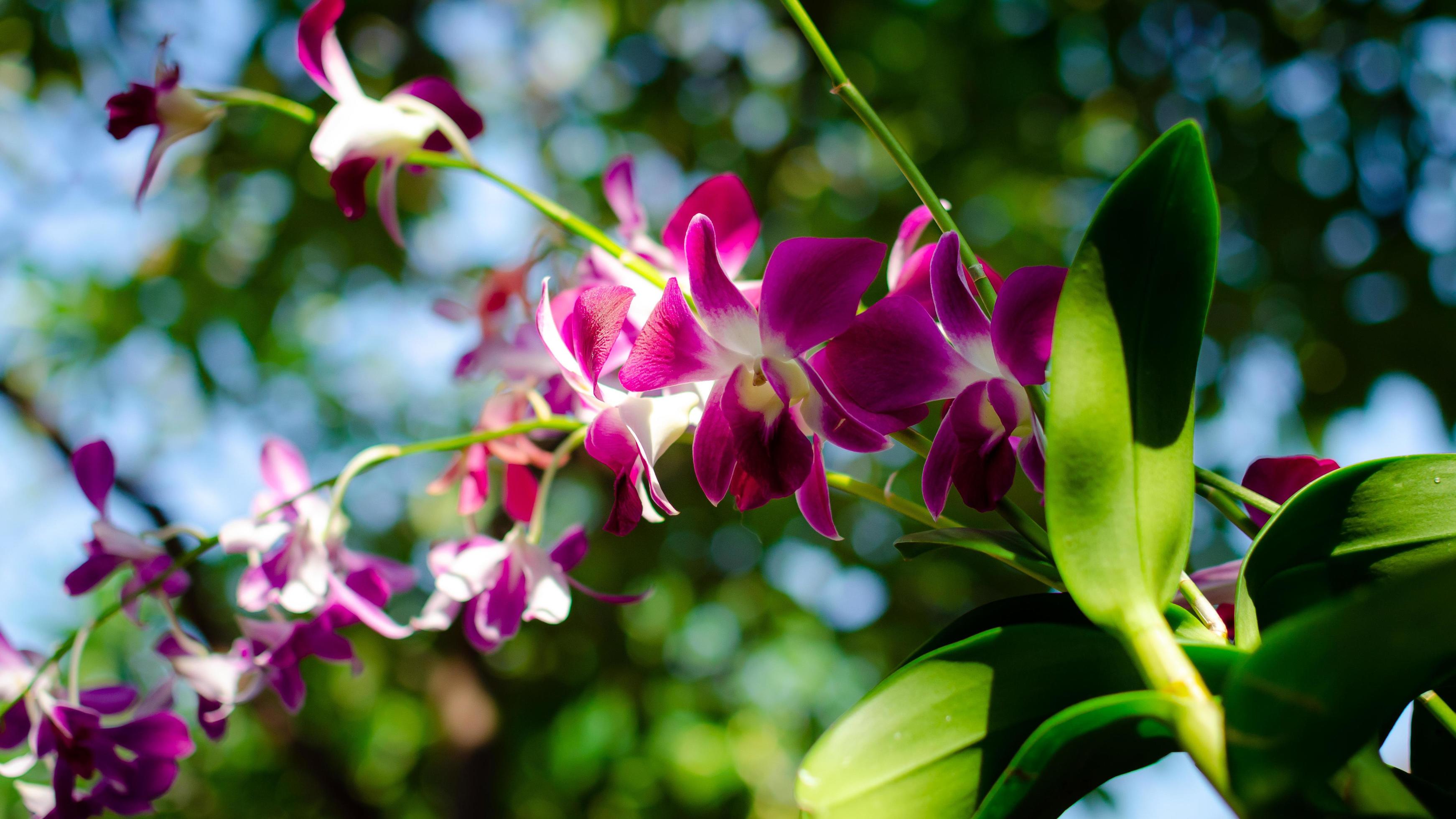 Beautiful branch of blooming purple Orchid flower with selective focus on the bokeh background. Stock Free