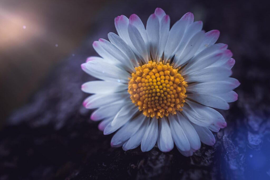 romantic white daisy flower in springtime Stock Free