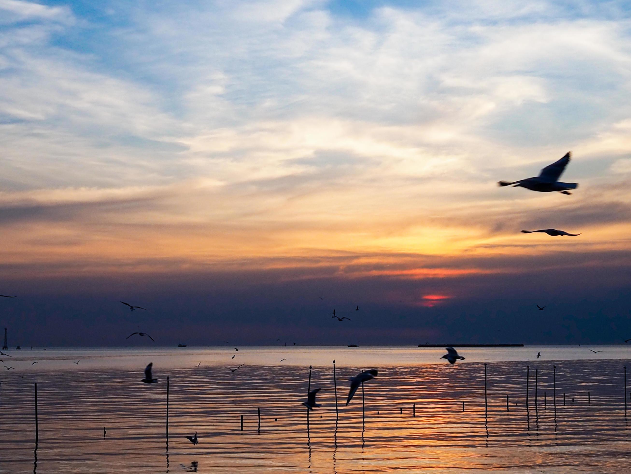 Flock of birds flies above the sea surface. Bird flying back to nest in natural sea and golden sky background during beautiful sunset. Stock Free