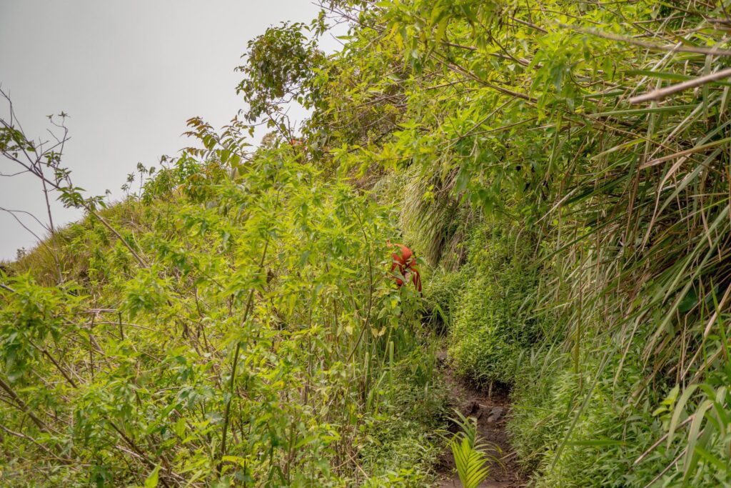 The way going to deep forest when spring time. The photo is suitable to use for adventure content media, nature poster and forest background. Stock Free