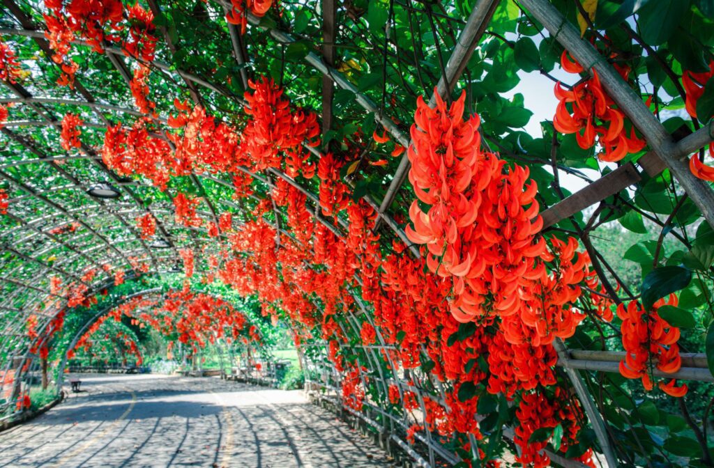 Beautiful flower of New guinea creeper in garden, Stock Free