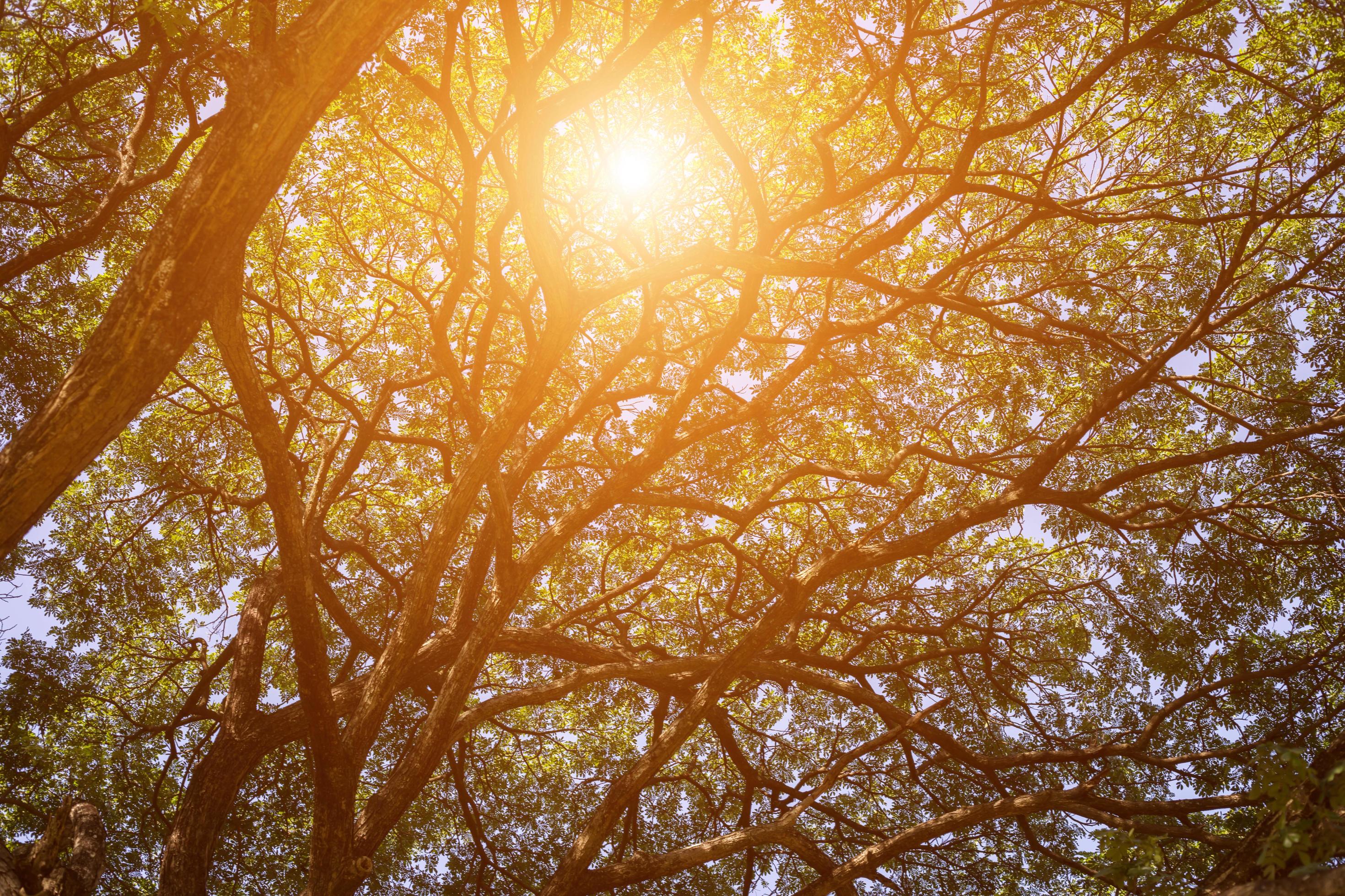 forest trees. nature green wood sunlight backgrounds. Stock Free