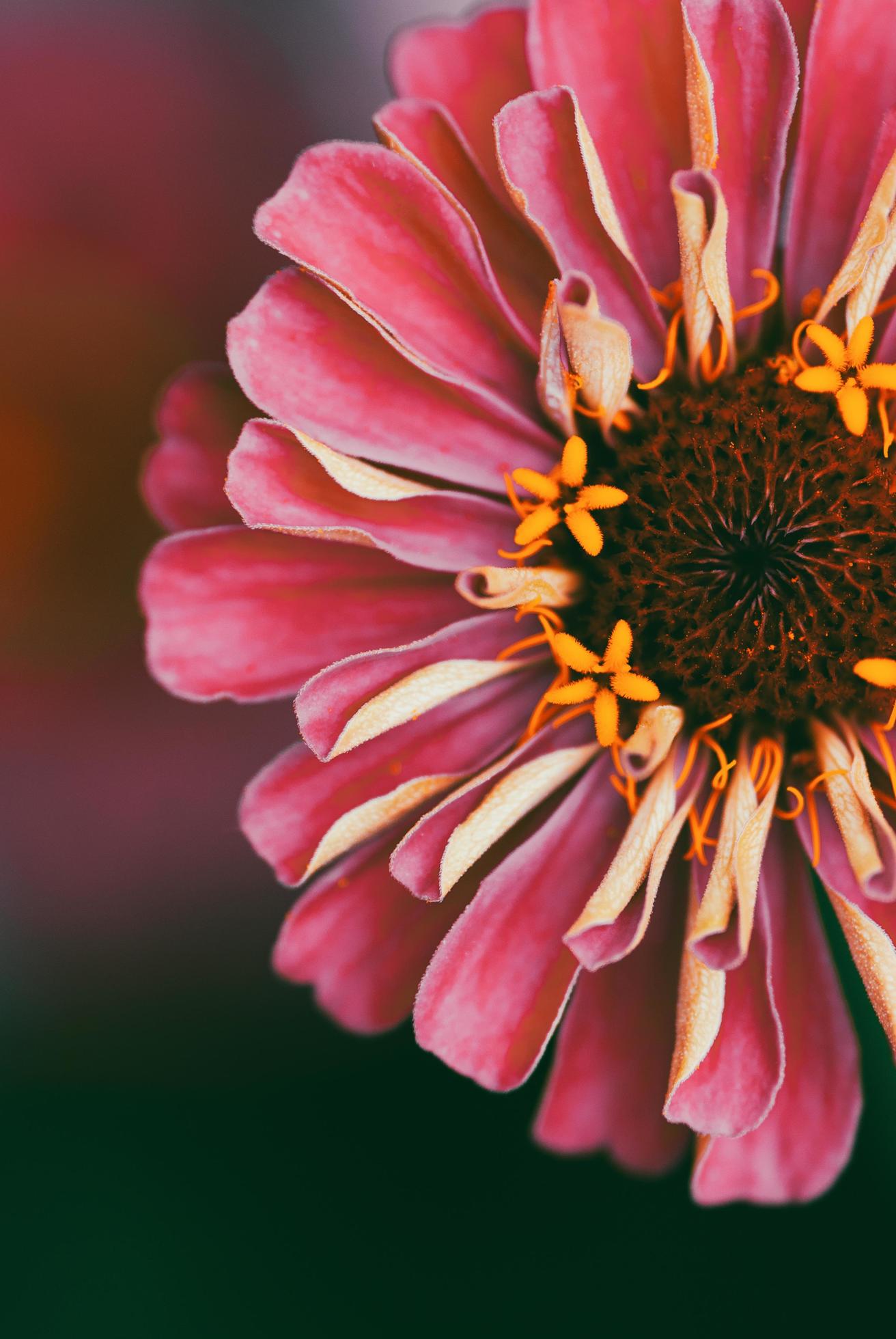 Pink red zinnia flower closeup, natural macro background, copy space Stock Free