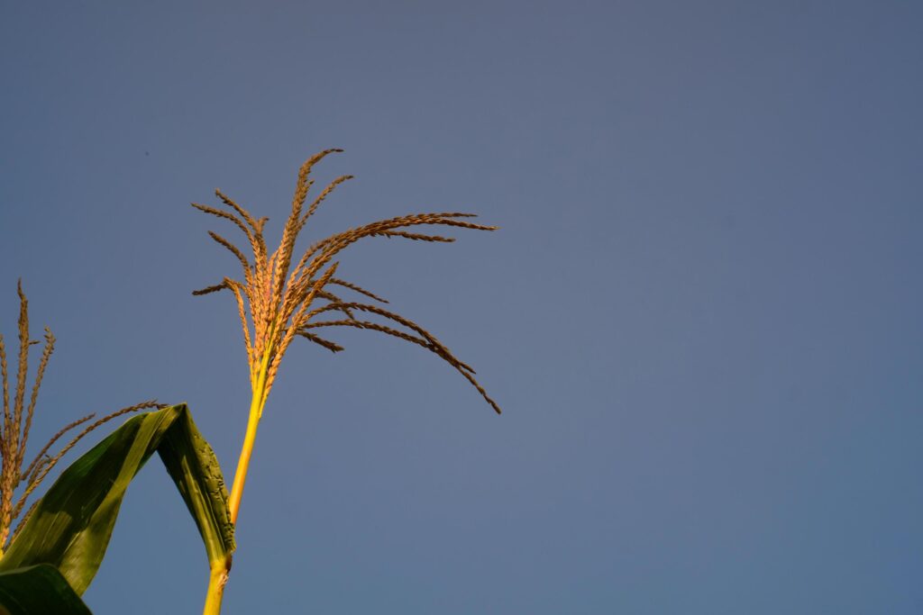 Corn fiber photo with blue sky background. Detailed texture of yellow corn fiber. Plant Closeup. Macrophotography. Shot in Macro Lens Stock Free