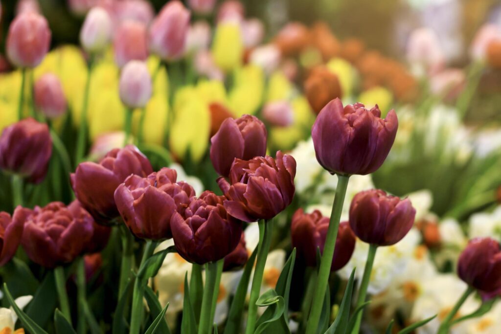 Purple tulip blooming in colorful flower field, beauliful spring garden flower, soft selective focus Stock Free