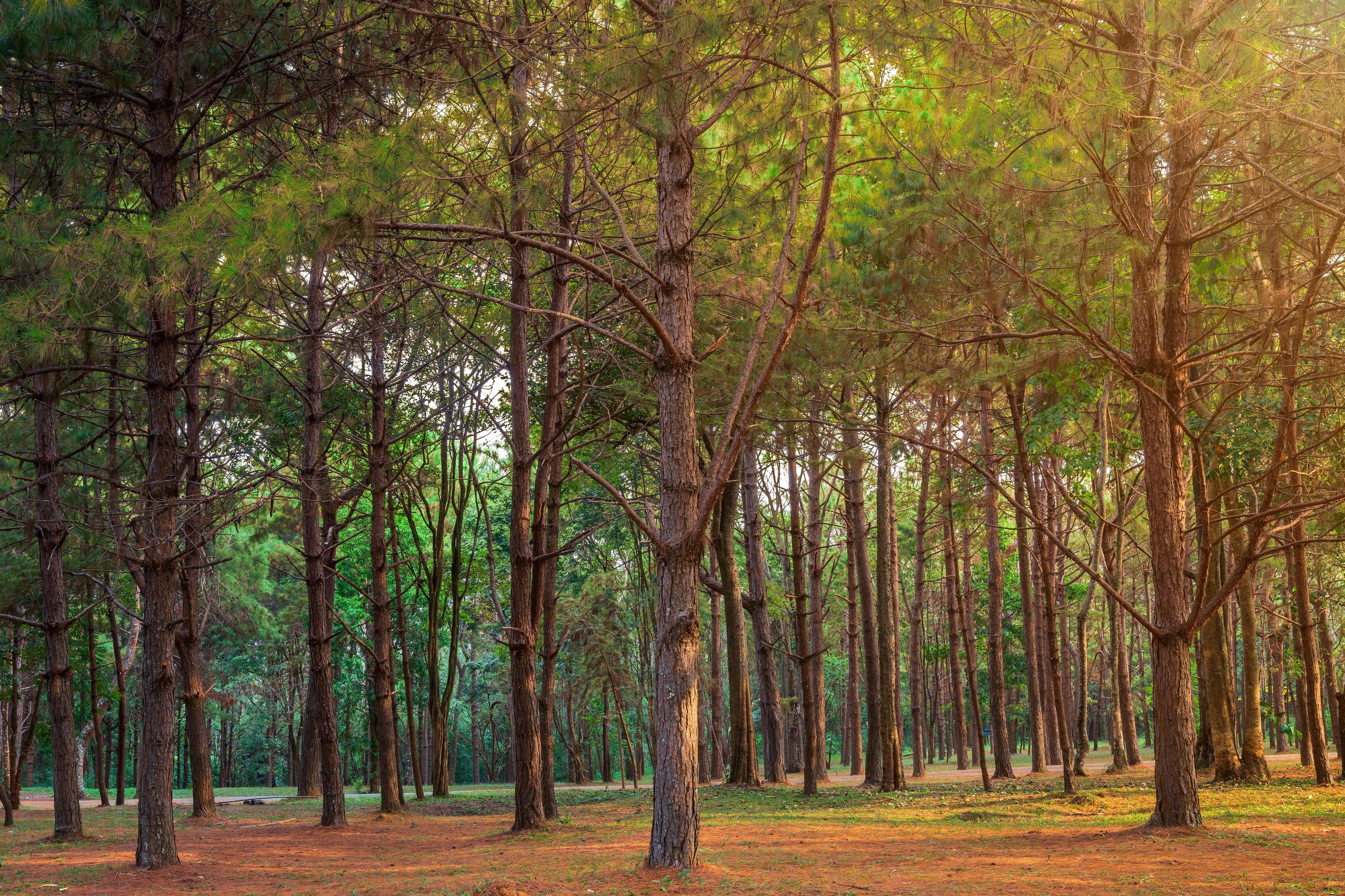 Beautiful larch forest with different trees,pine forest green on the mountain on nature trail in the morning. Stock Free