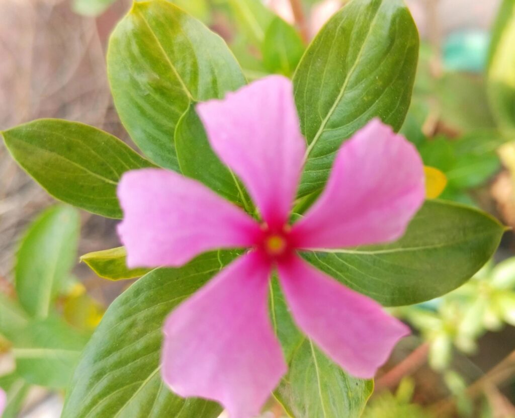 pink flower with green leaves Stock Free