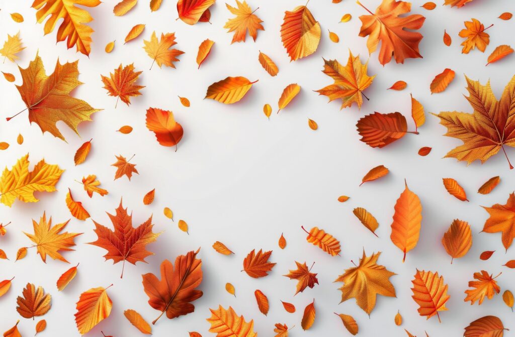 Autumn Leaf Arrangement on White Background Stock Free