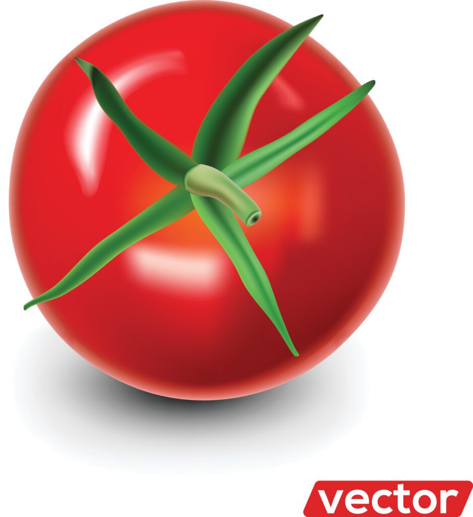 Tomato isolated on white. Realistic illustration of big ripe red fresh tomato isolated on white background Free Vector