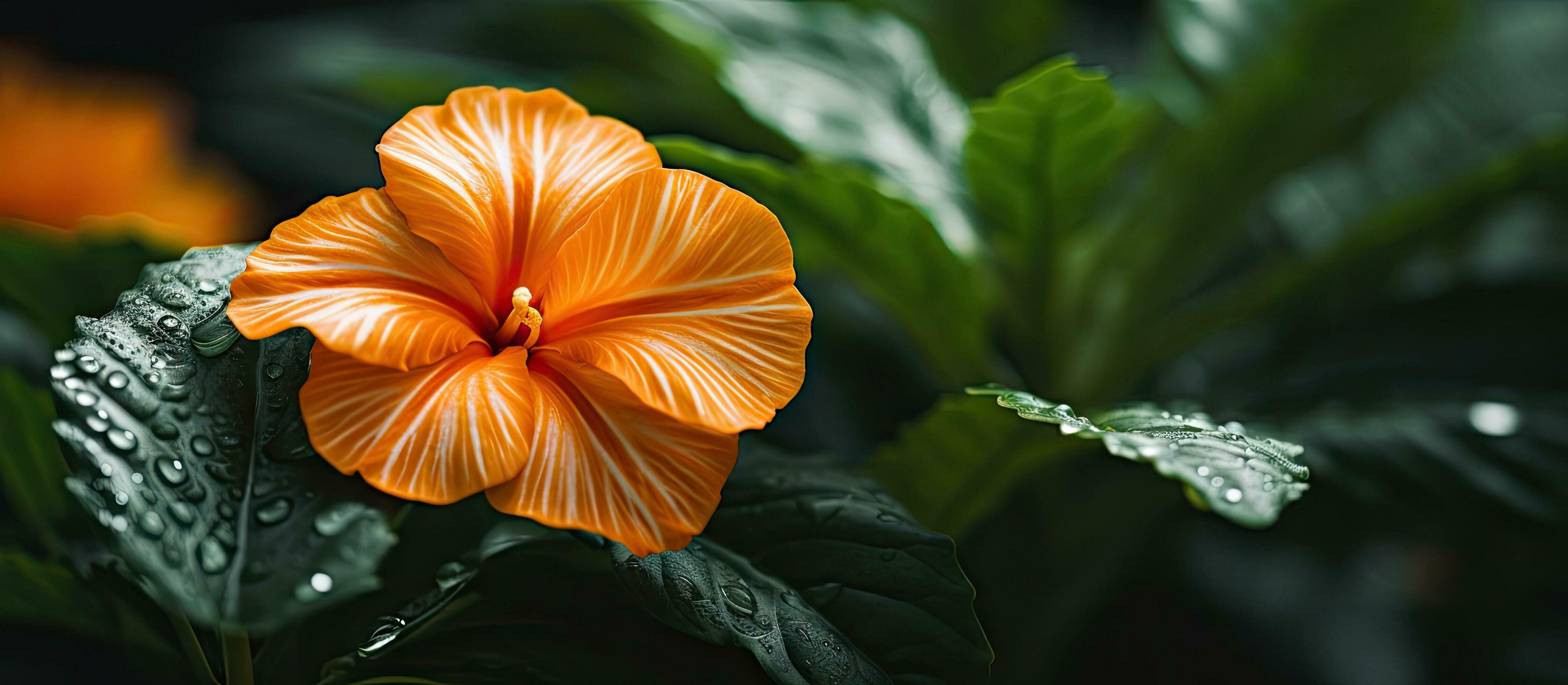 Close up of a stunning leaf and flower of a house plant representing the concept of an urban jungle Stock Free