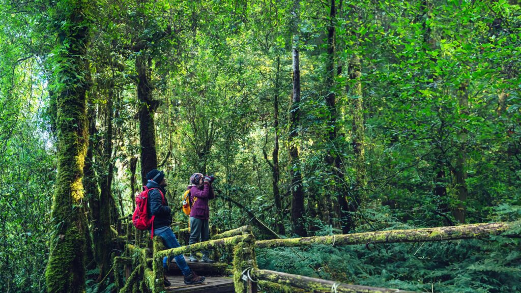 Couples traveling, relax in winter. walking travel to study nature in the rainforest. at the angka, Chiangmai in Thailand. Stock Free