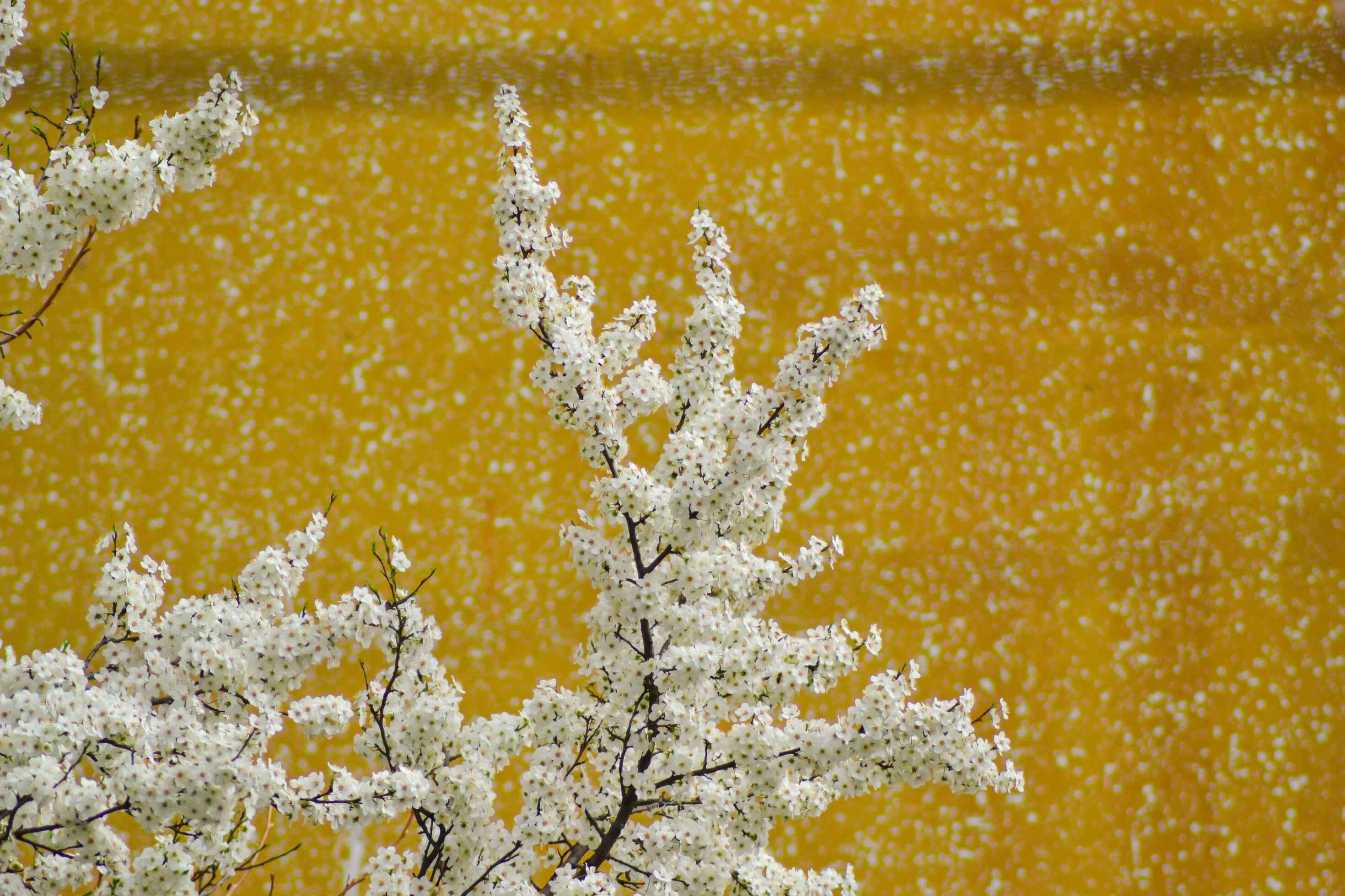 white flowers for the background Stock Free