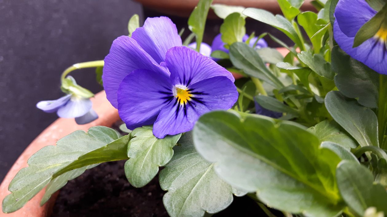 Violets in pot Stock Free