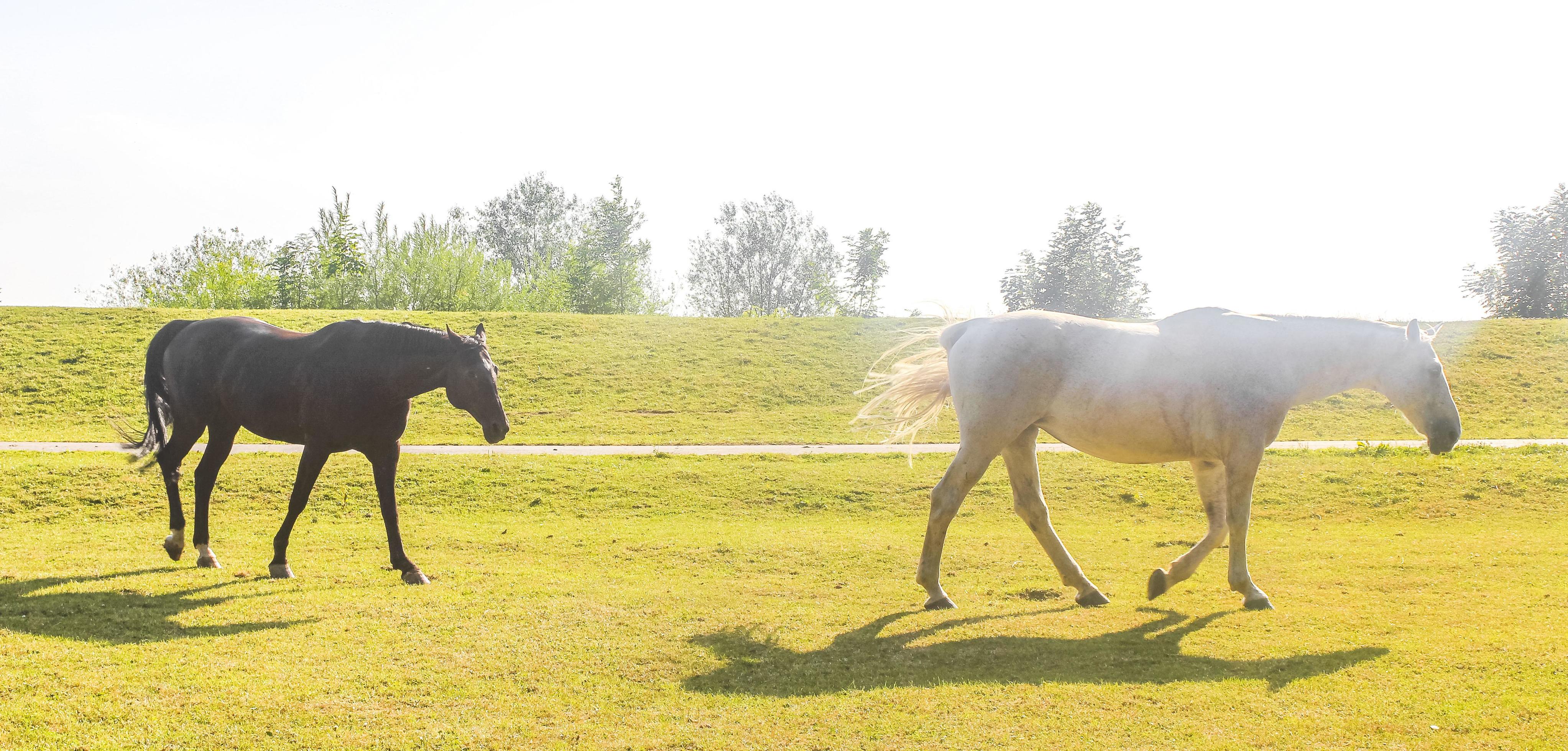 Majestic horses north German agricultural field nature landscape panorama Germany. Stock Free