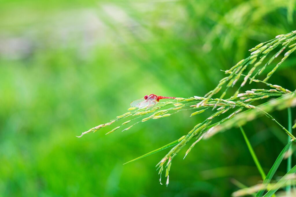 one red dragonfly hanging on rice plant nature green background Stock Free