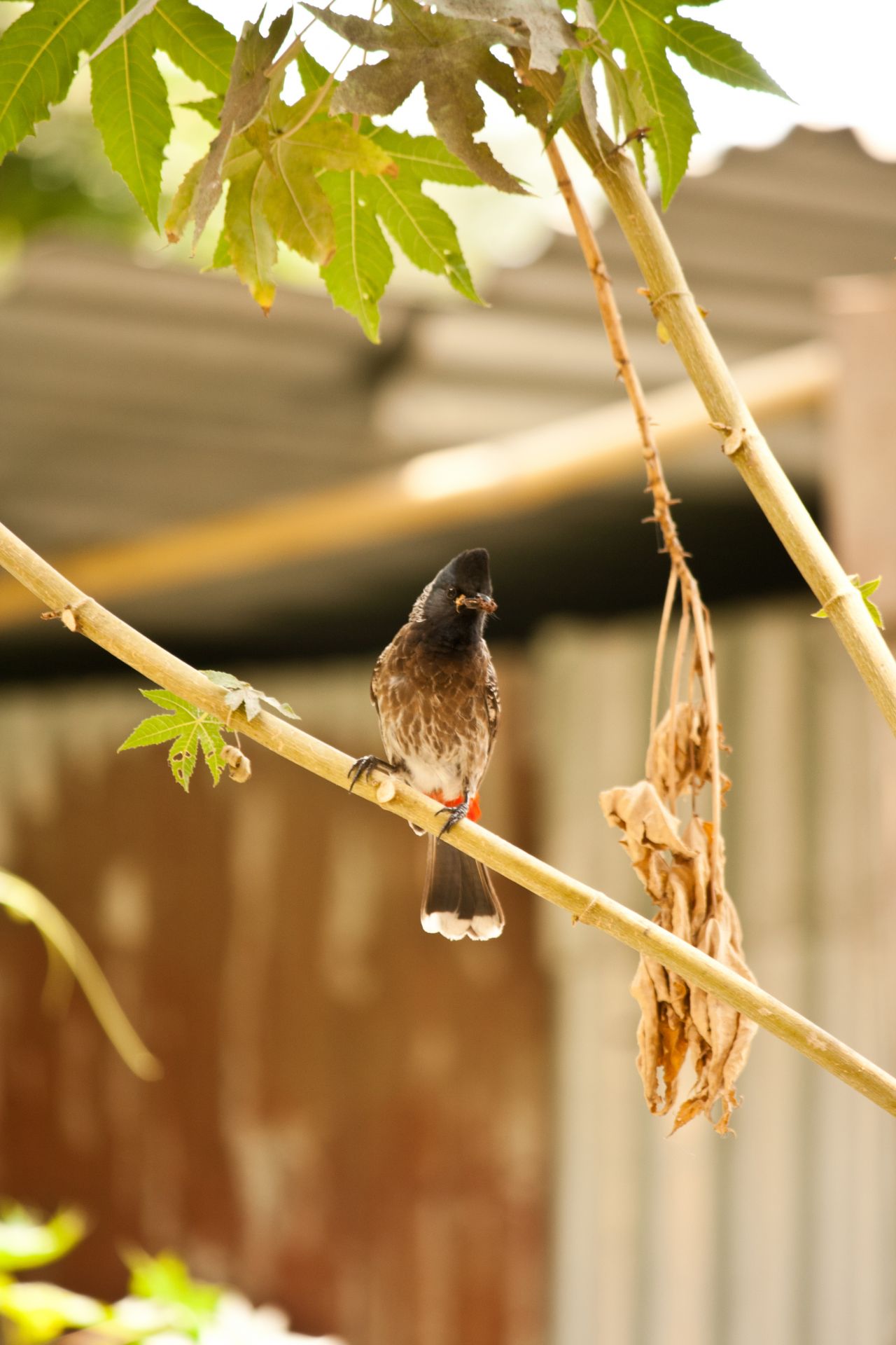 Small Bird Branch Bulbul Stock Free