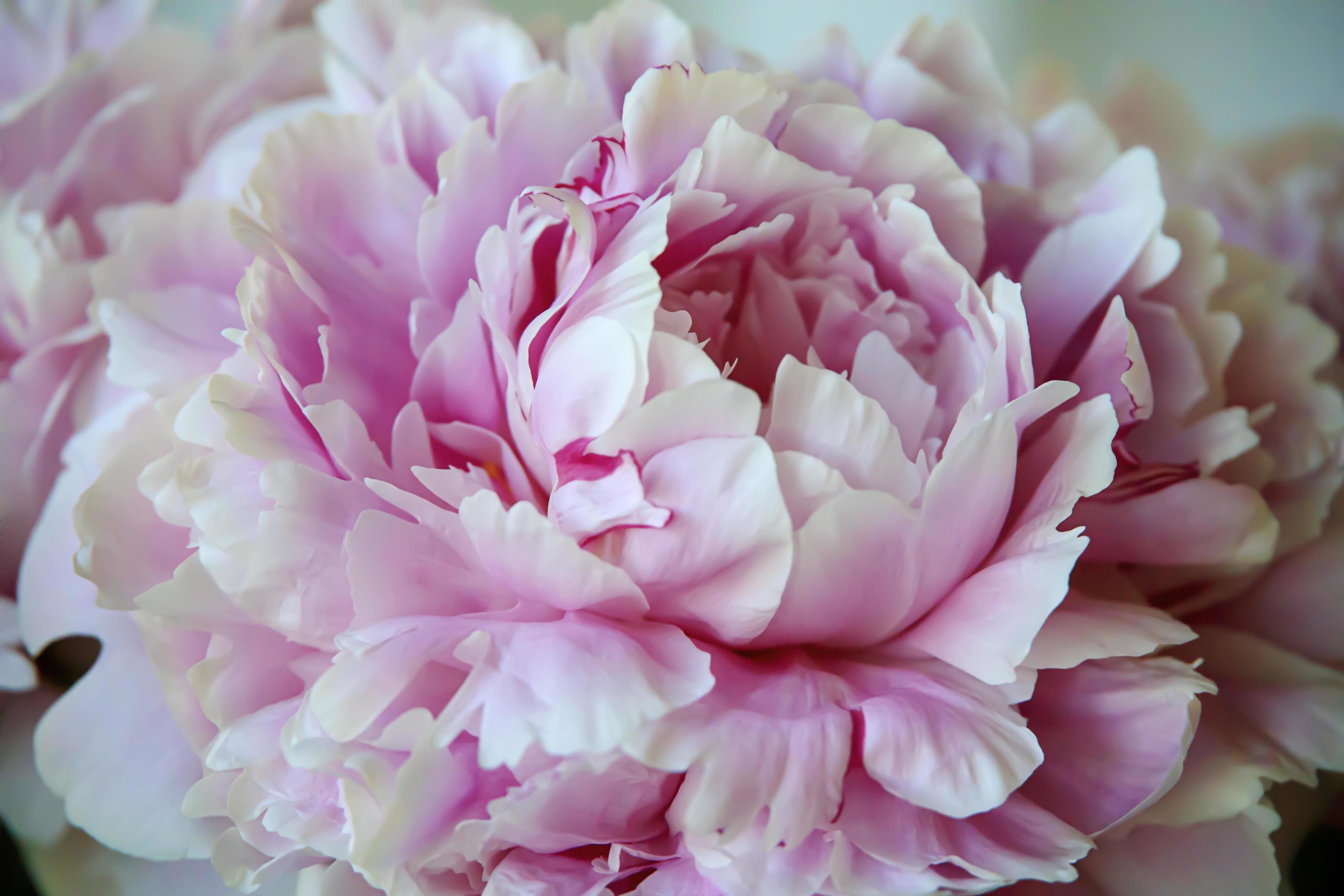 Flowering pink flower in a vase on a porch Stock Free