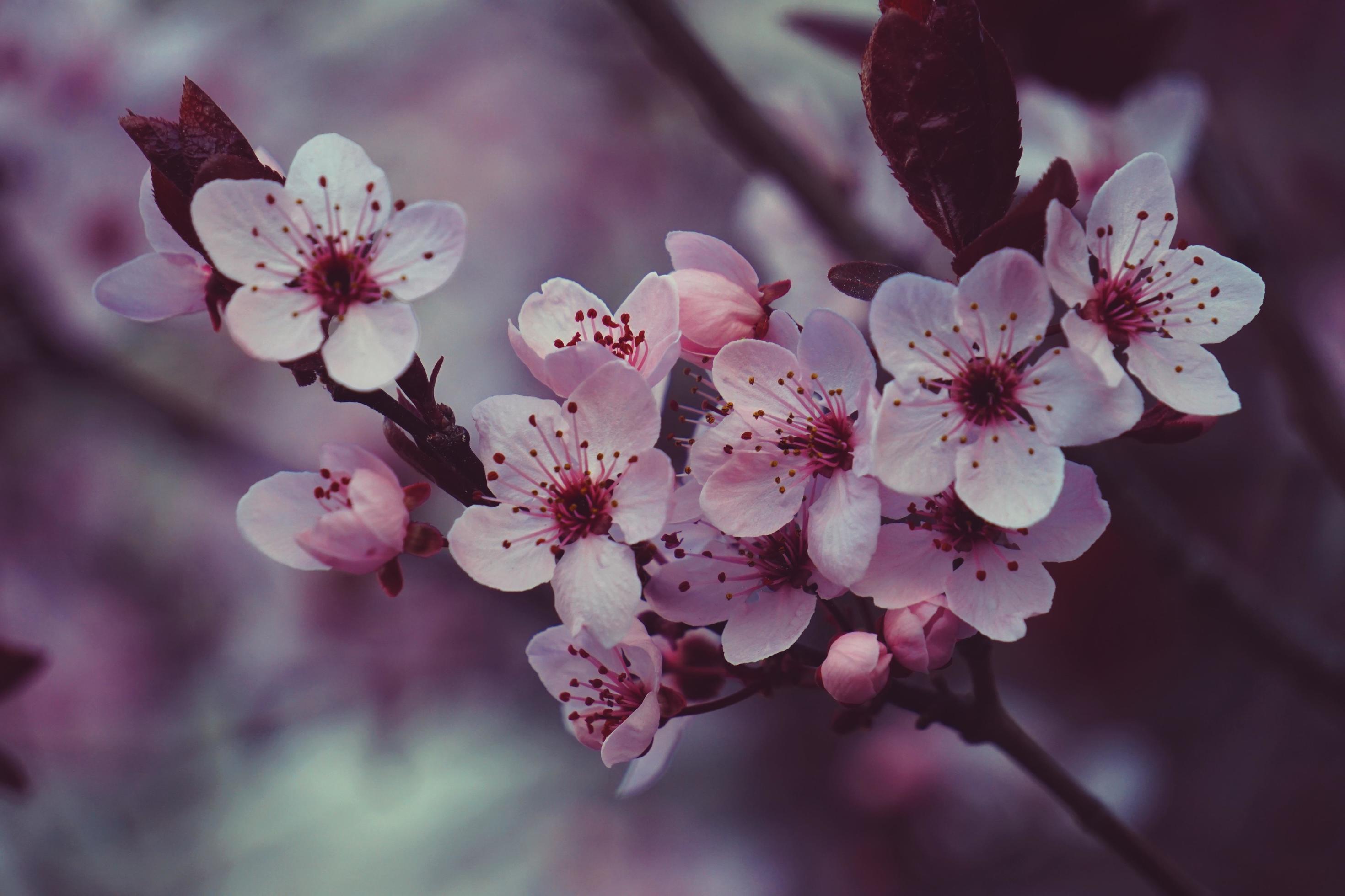 Beautiful pink flower in the spring season Stock Free