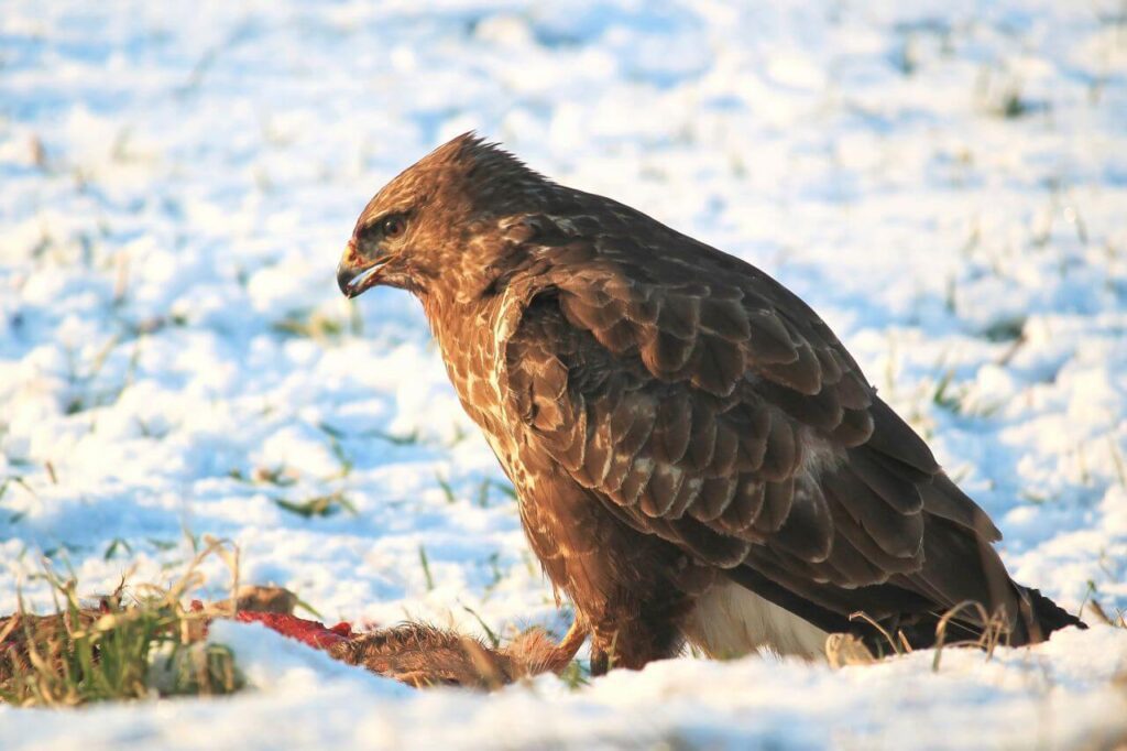 Eagle Perching on Rock Stock Free