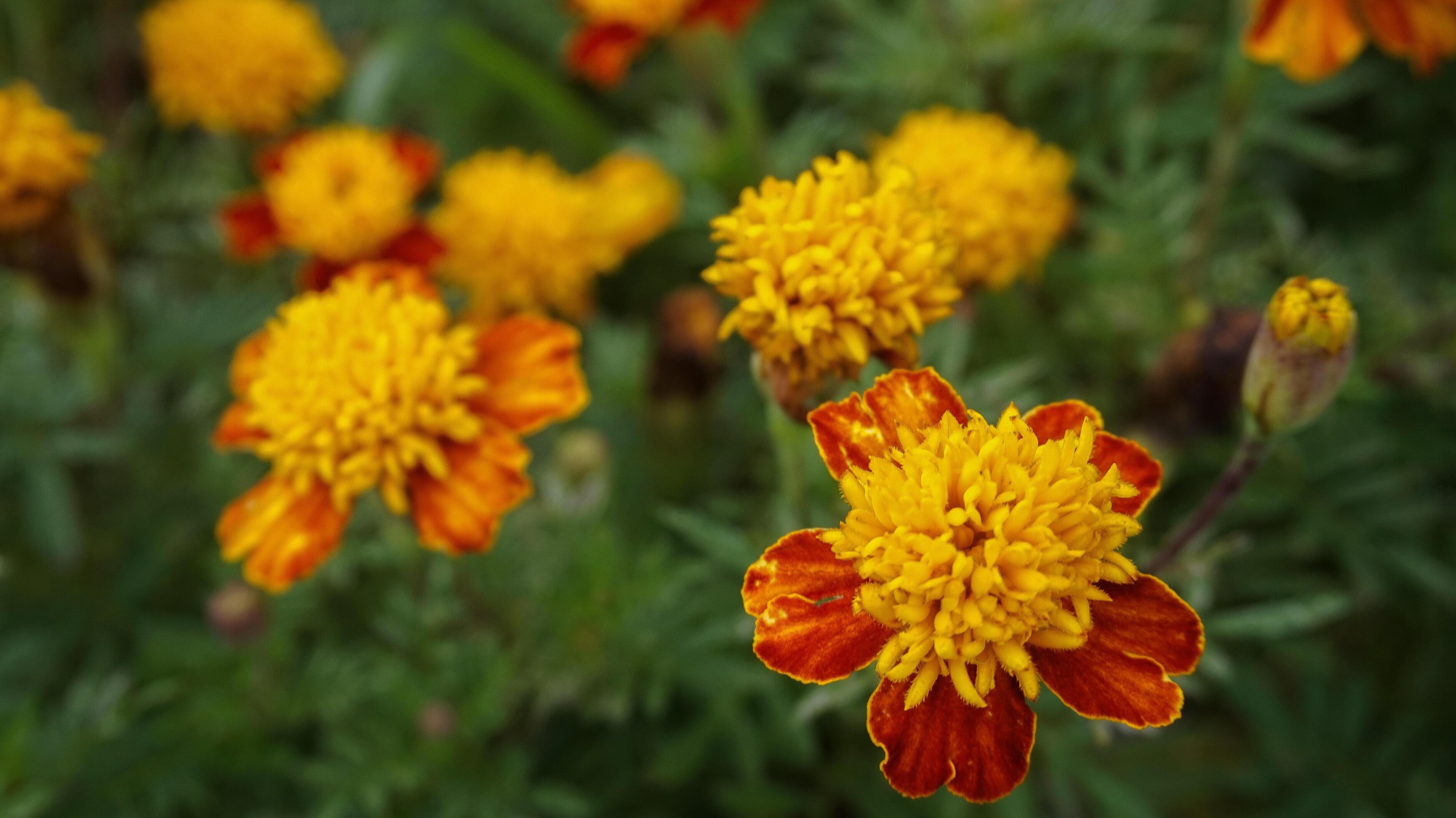 beautiful marigold flowers with nature background Stock Free