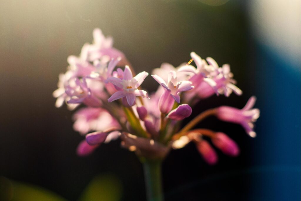 pink-petaled flowers in bloom Stock Free