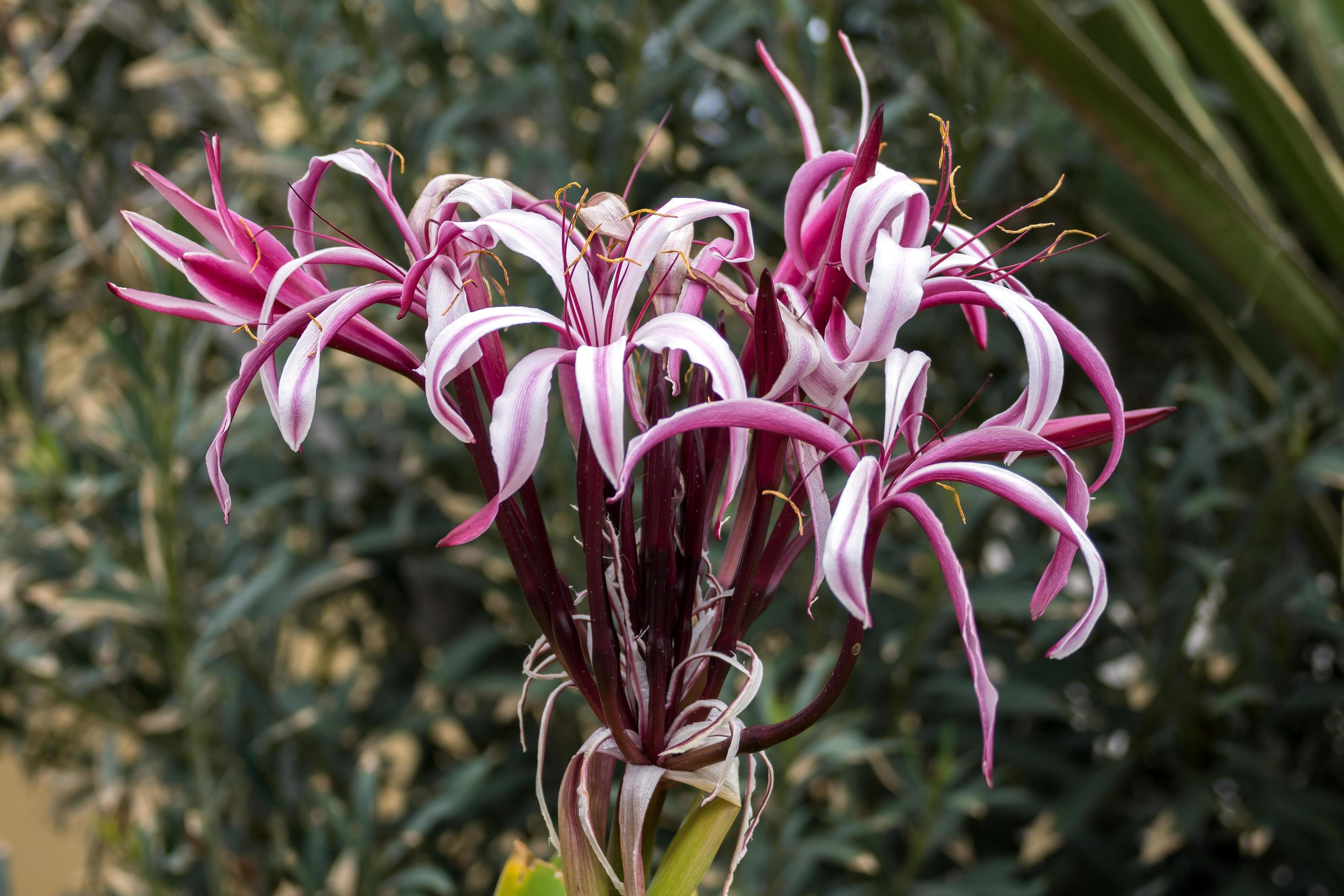 Magenta Crinum Lily flowering in Tenerife Stock Free