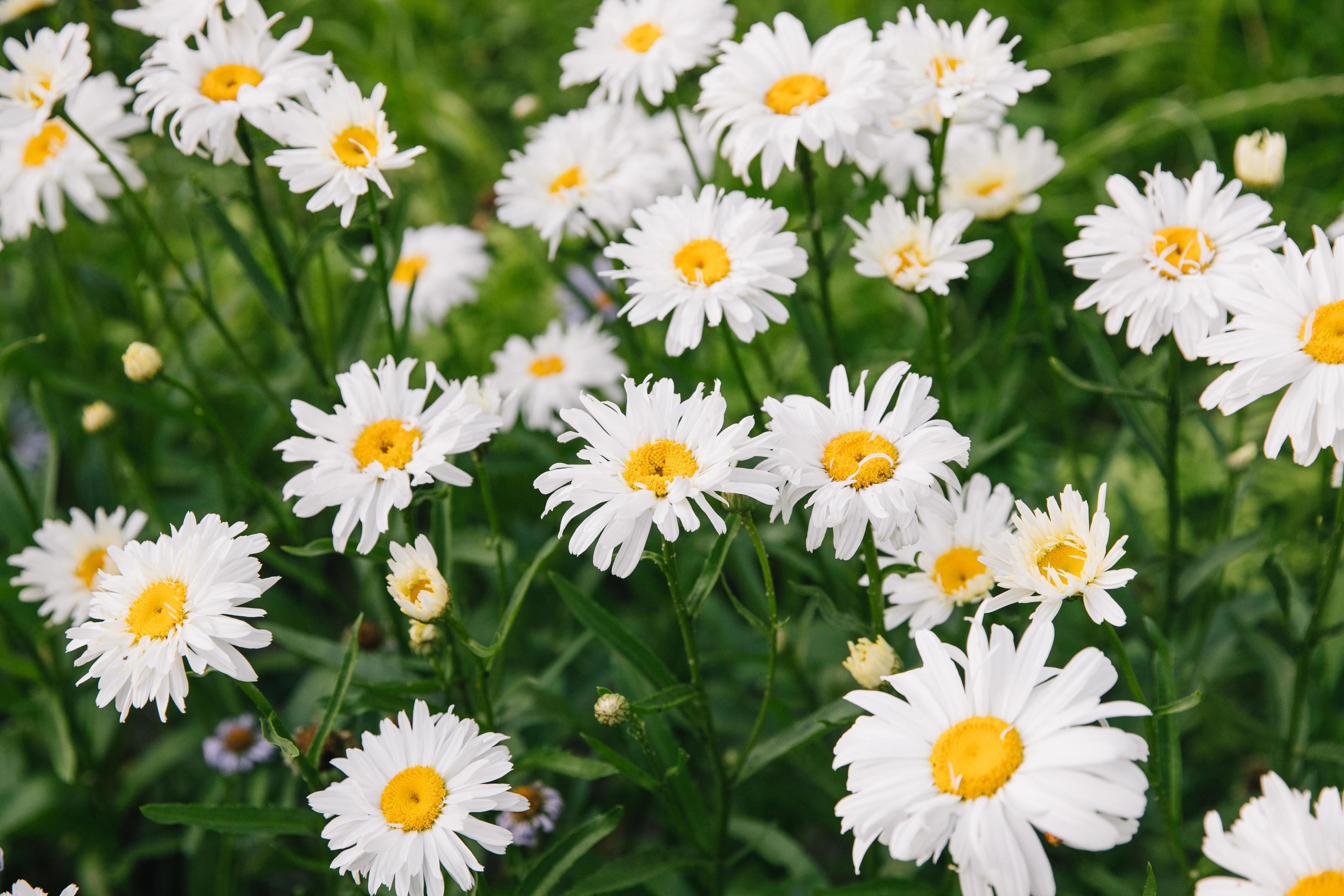 Beautiful daisy on the background of blurred green grass and foliage. Chamomile or camomile flower close-up in the field. Stock Free