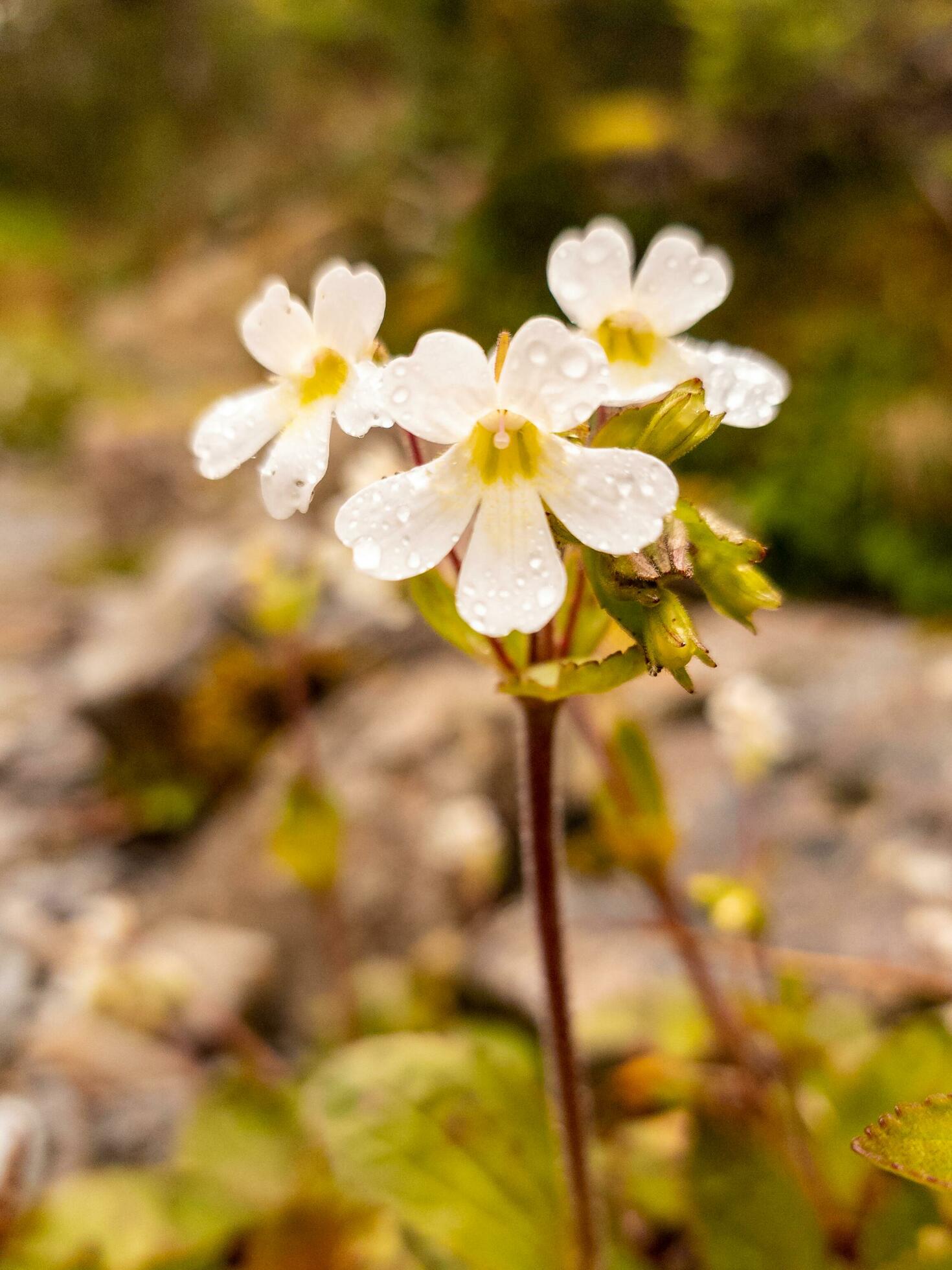 Primula Plant and Flower Stock Free