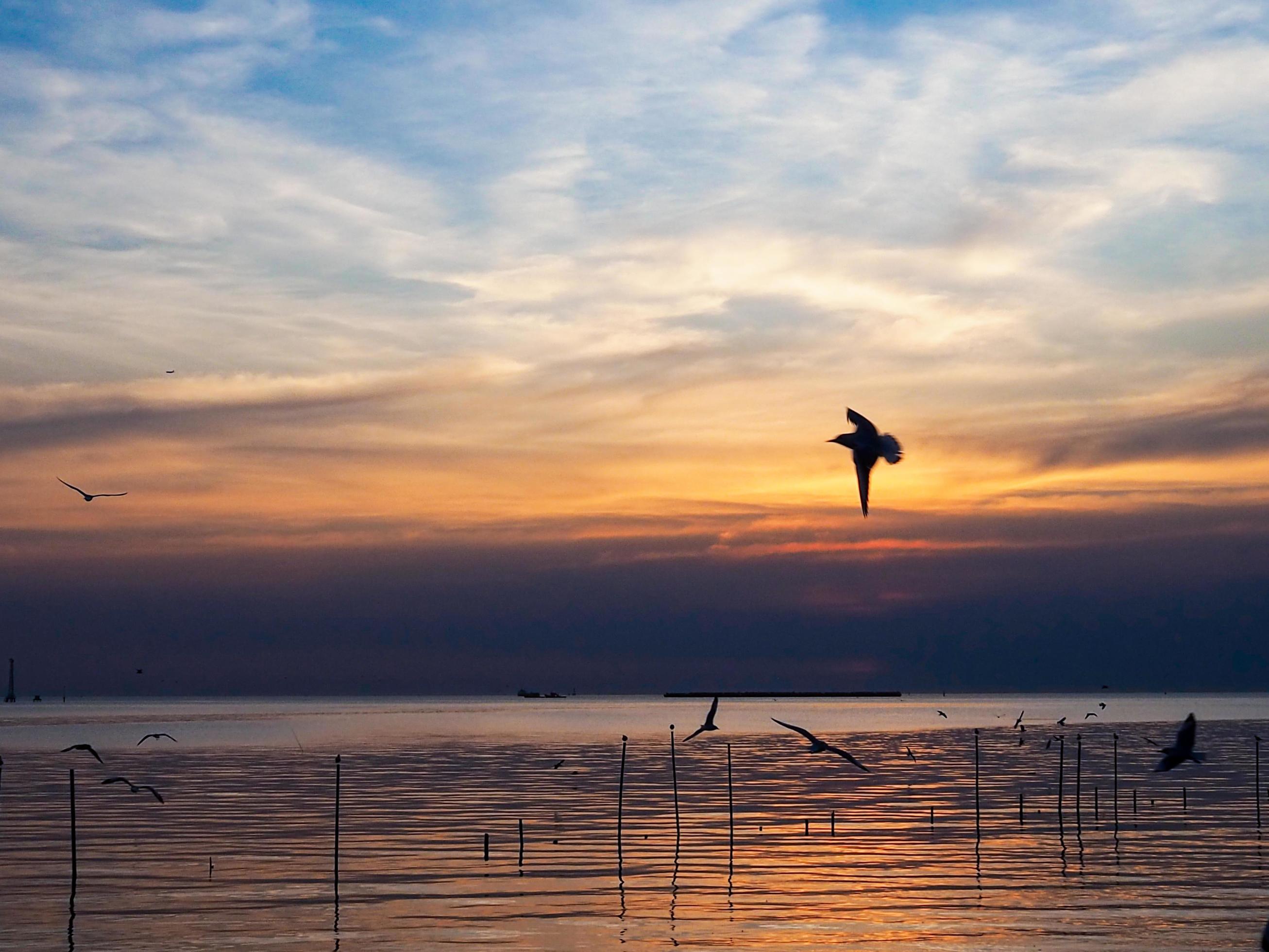 Flock of birds flies above the sea surface. Bird flying back to nest in natural sea and golden sky background during beautiful sunset. Stock Free