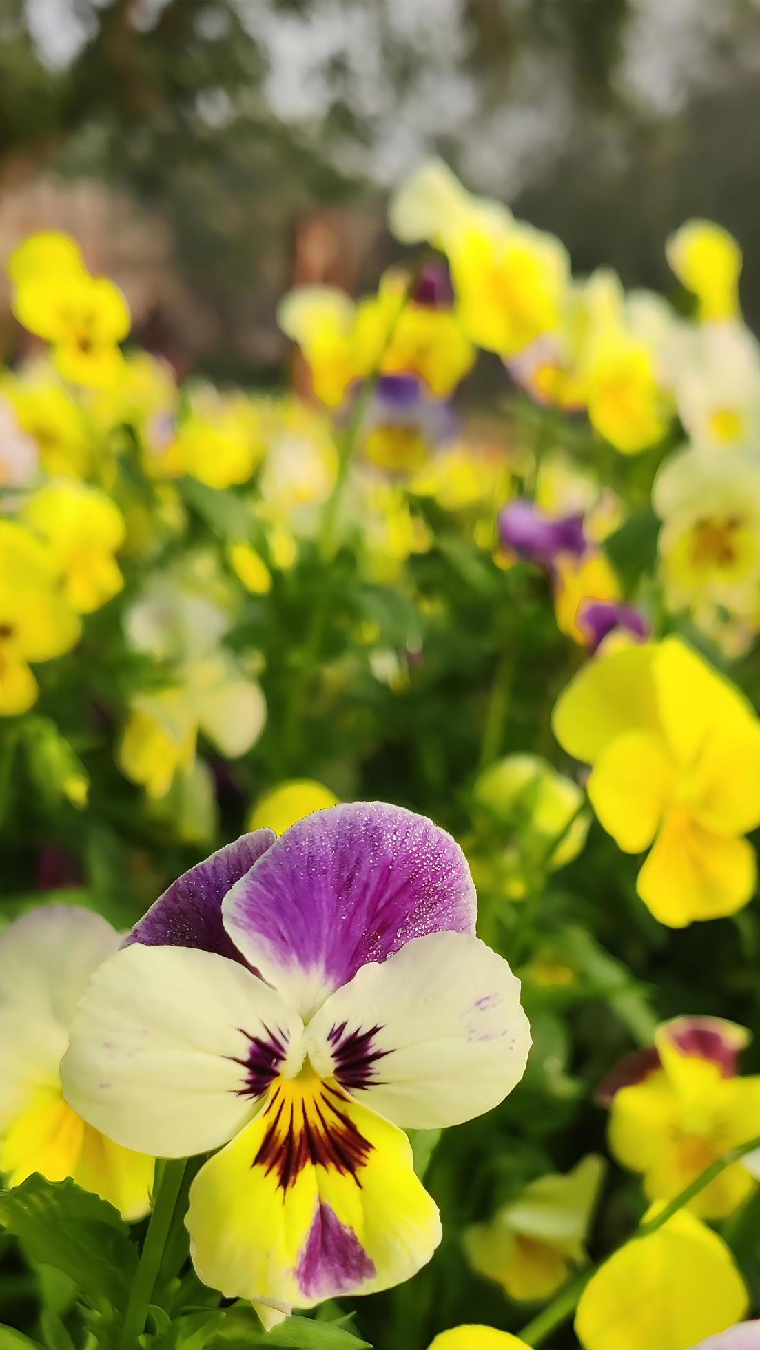 Vertical Background of a colourful pansy flower. Stock Free