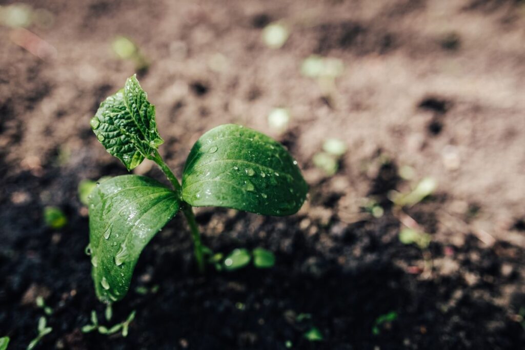 Early spring garden Stock Free