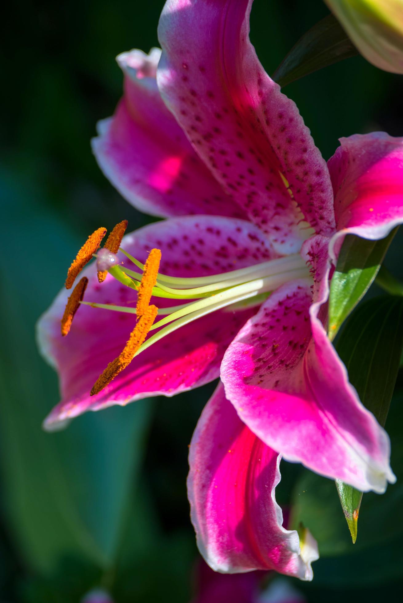 Pink Spotted Lily Flowering in Sussex Stock Free