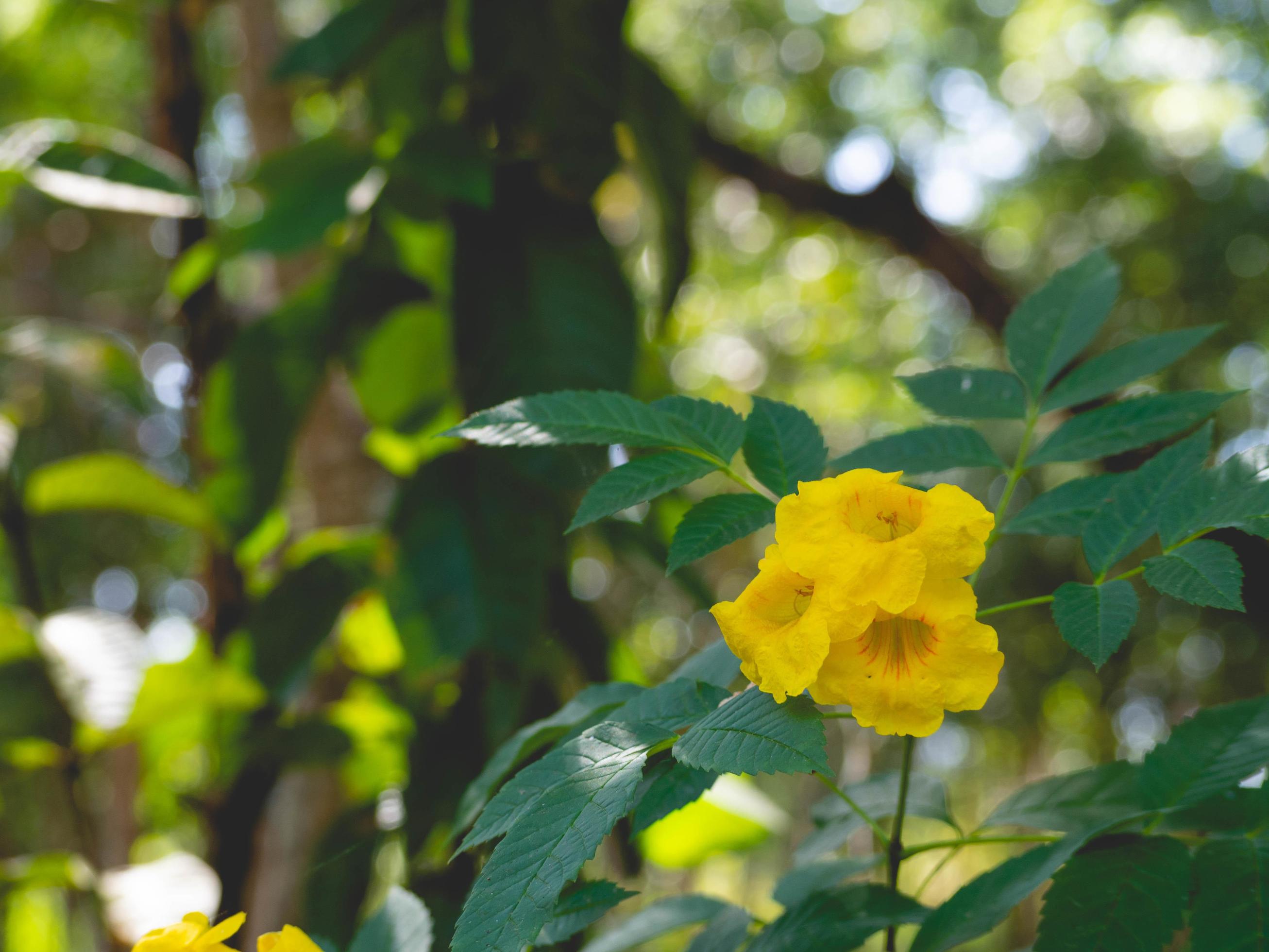 flower and nature Stock Free