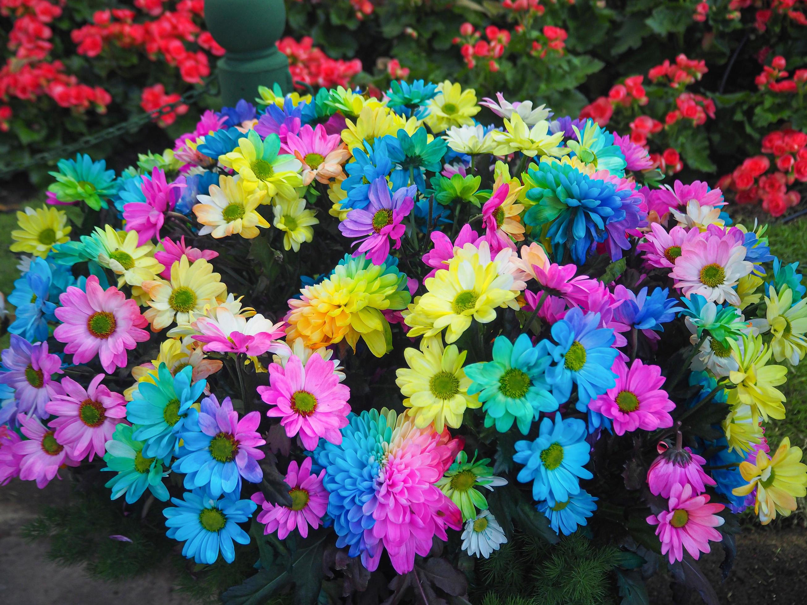 Beautiful of multi colored daisy flowers pattern Stock Free