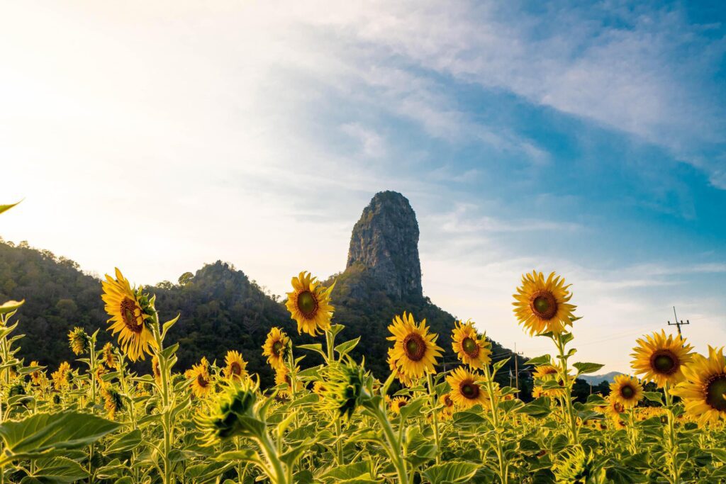 At sunset, a summer sunflower meadow in Lopburi, Thailand, with a mountain background. Stock Free