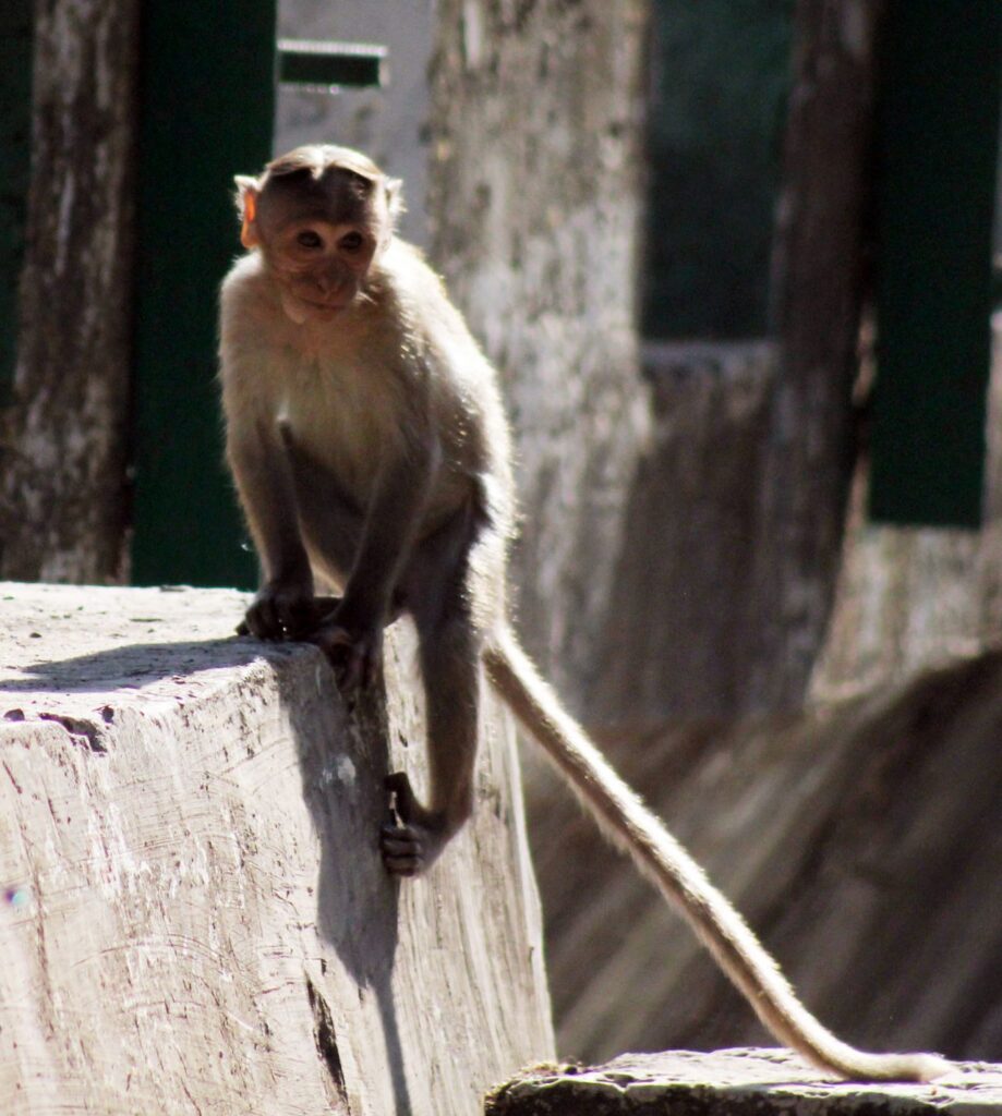 Monkey On Wall Stock Free