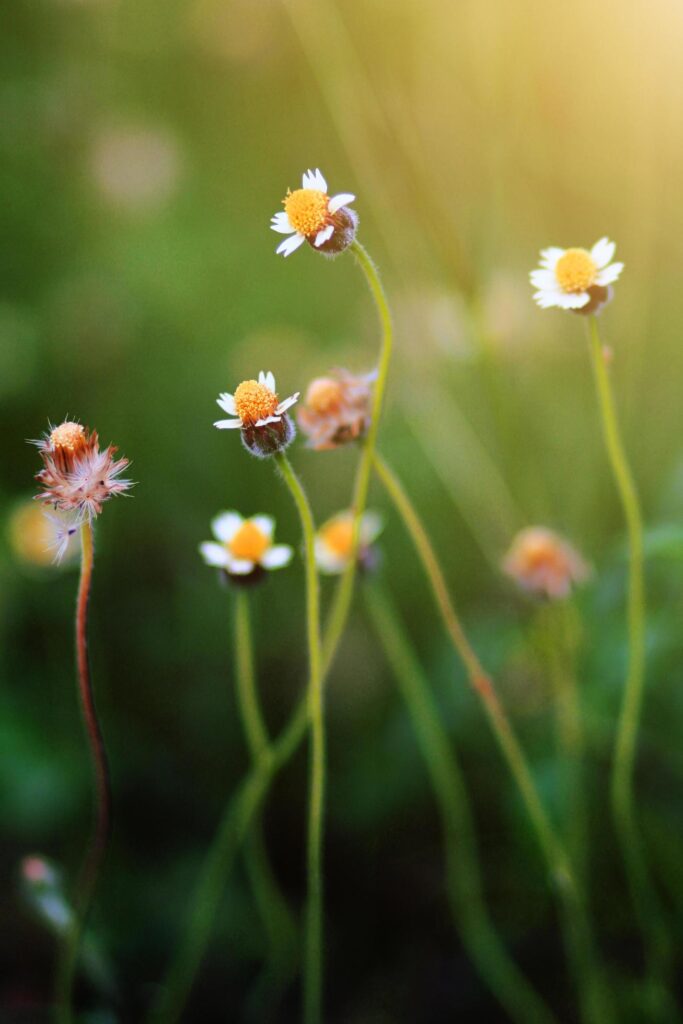 Beautiful wild Camomile grass flowers in the meadow with natural sunlight. Stock Free