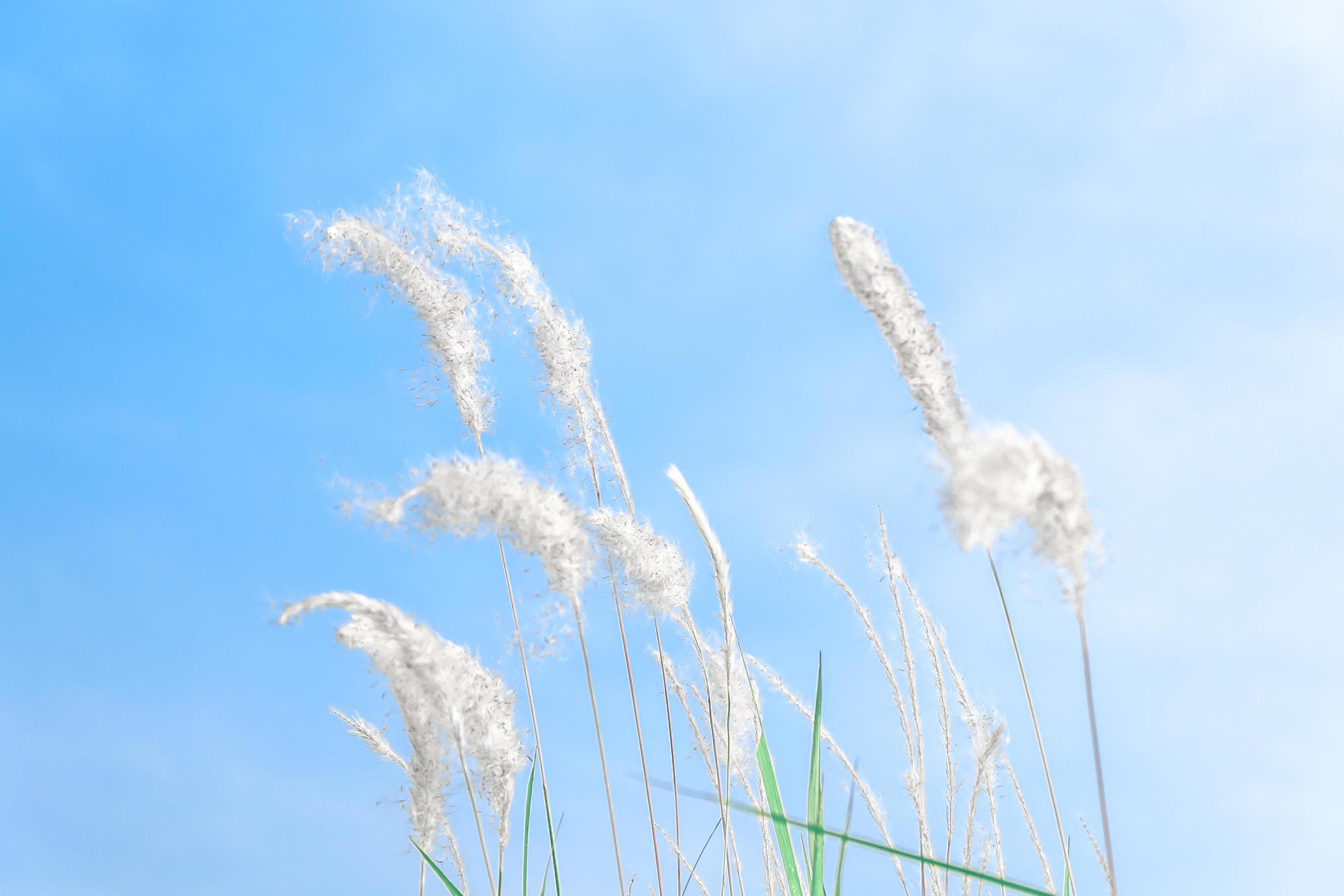 Beautiful White Grass flower on blue sky nature background,Soft focus Stock Free