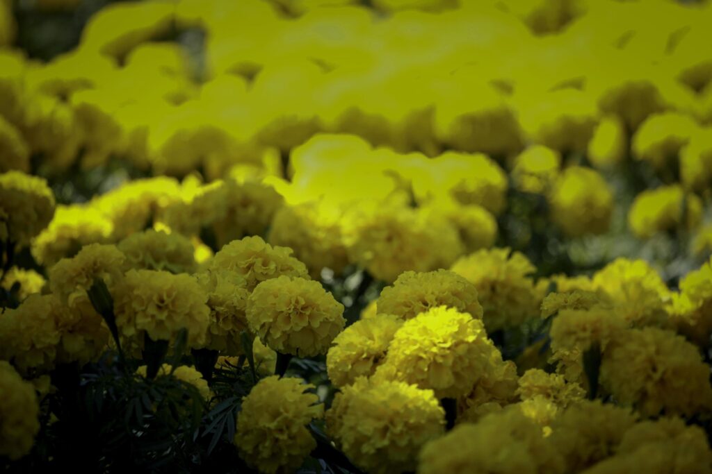 Beautiful yellow marigold flowers blooming in the summer garden Stock Free