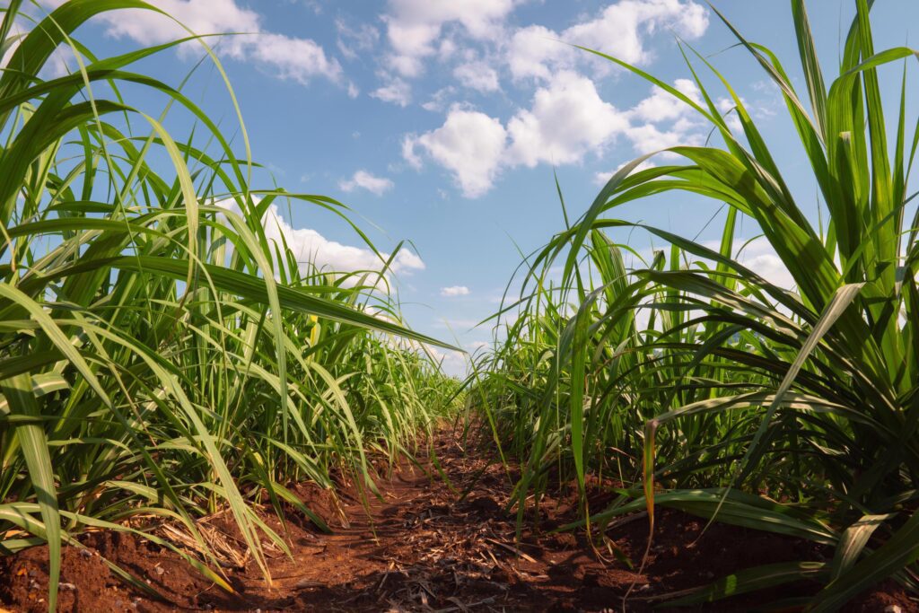 field of sugarcane with a clear blue sky in the background Stock Free