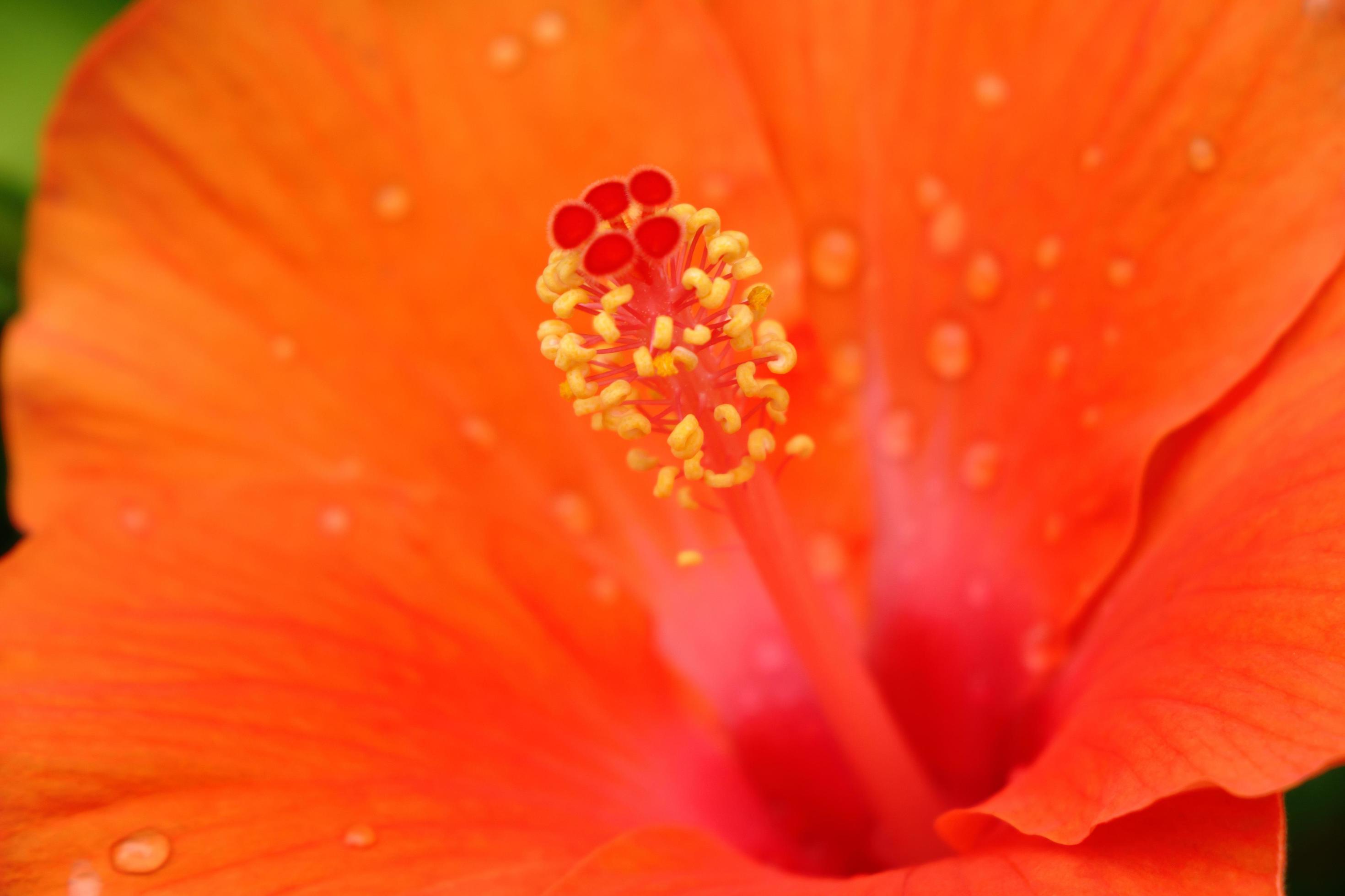 Hibiscus flower pollen. Stock Free