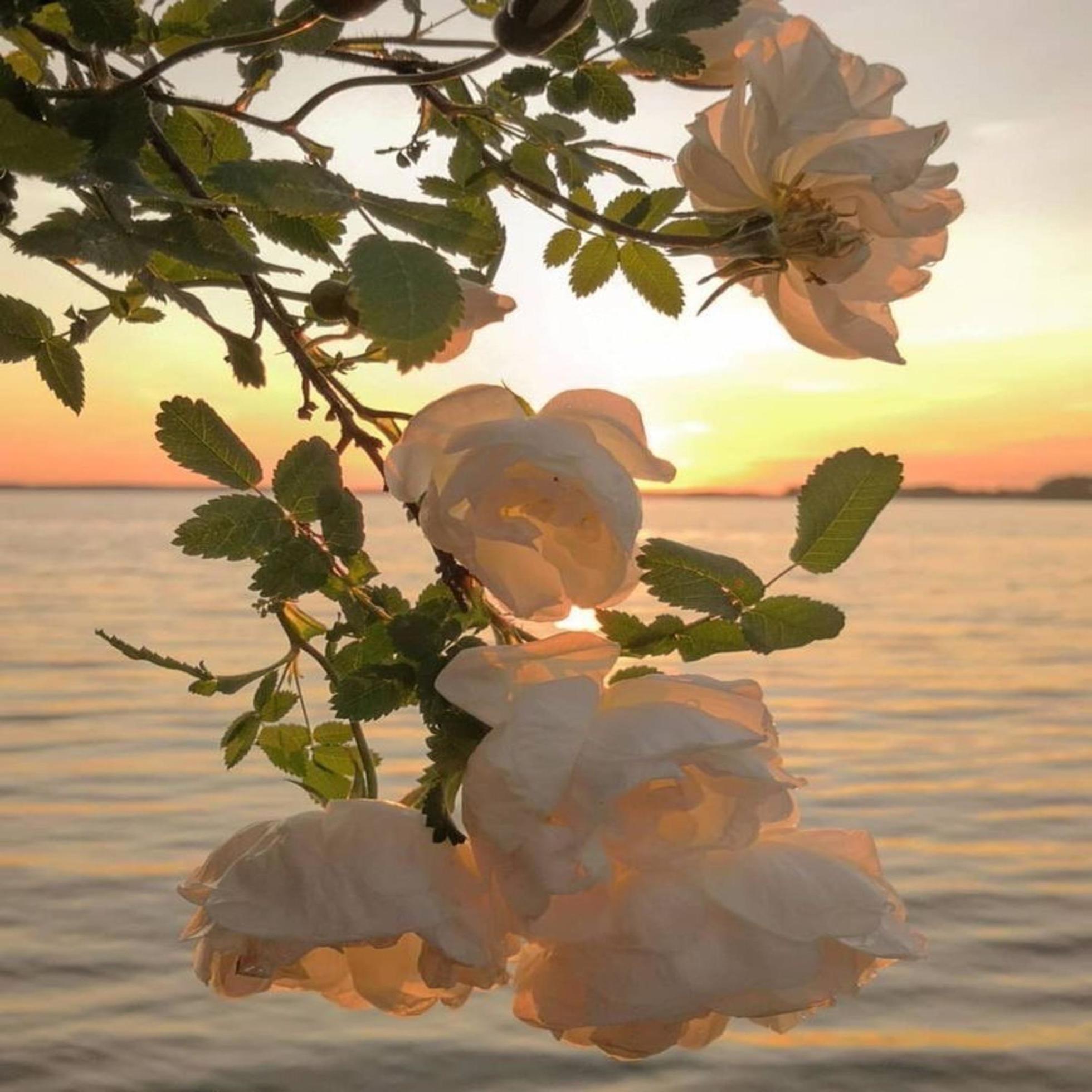 Flowers at sunset Stock Free