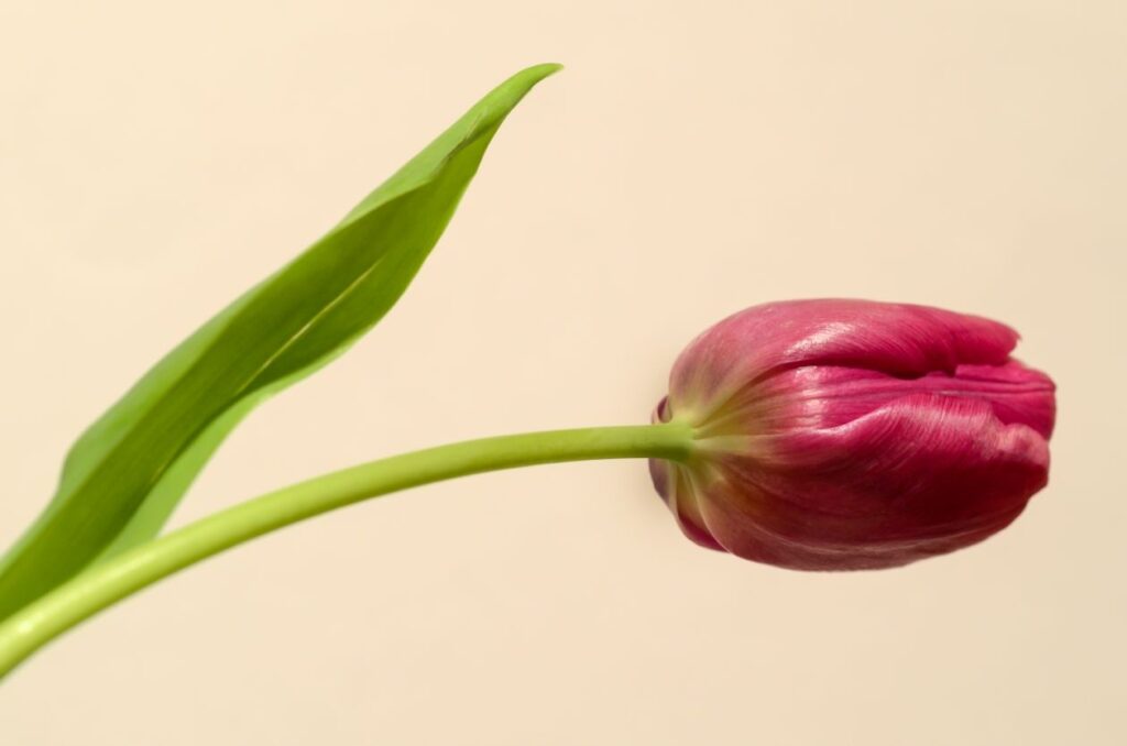 Tulip Stock Free